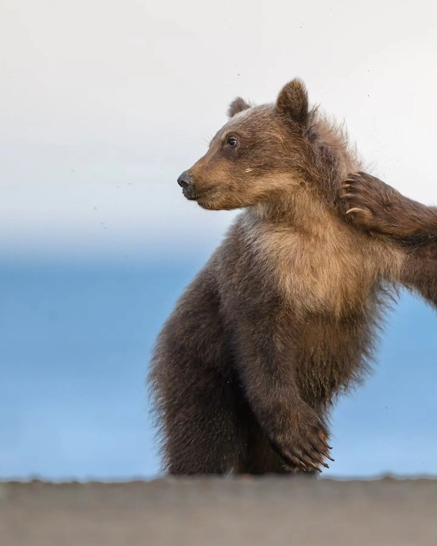 All I want for Christmas is bears! For real though, so excited for next year back in Lake Clark! 

If you're interested in joining me on one of my workshops, shoot me a message and I'd love to chat more!