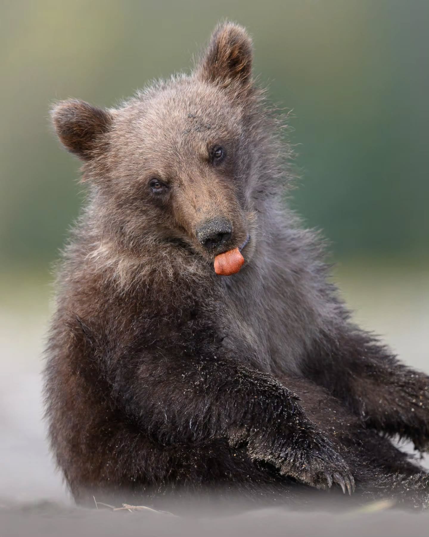 The last slide though... 🤣 

Who wore their emotions the best??

I felt like going through some old photos and ended up finding these absolute gems! I love how wildlife can show emotions so perfectly sometimes.