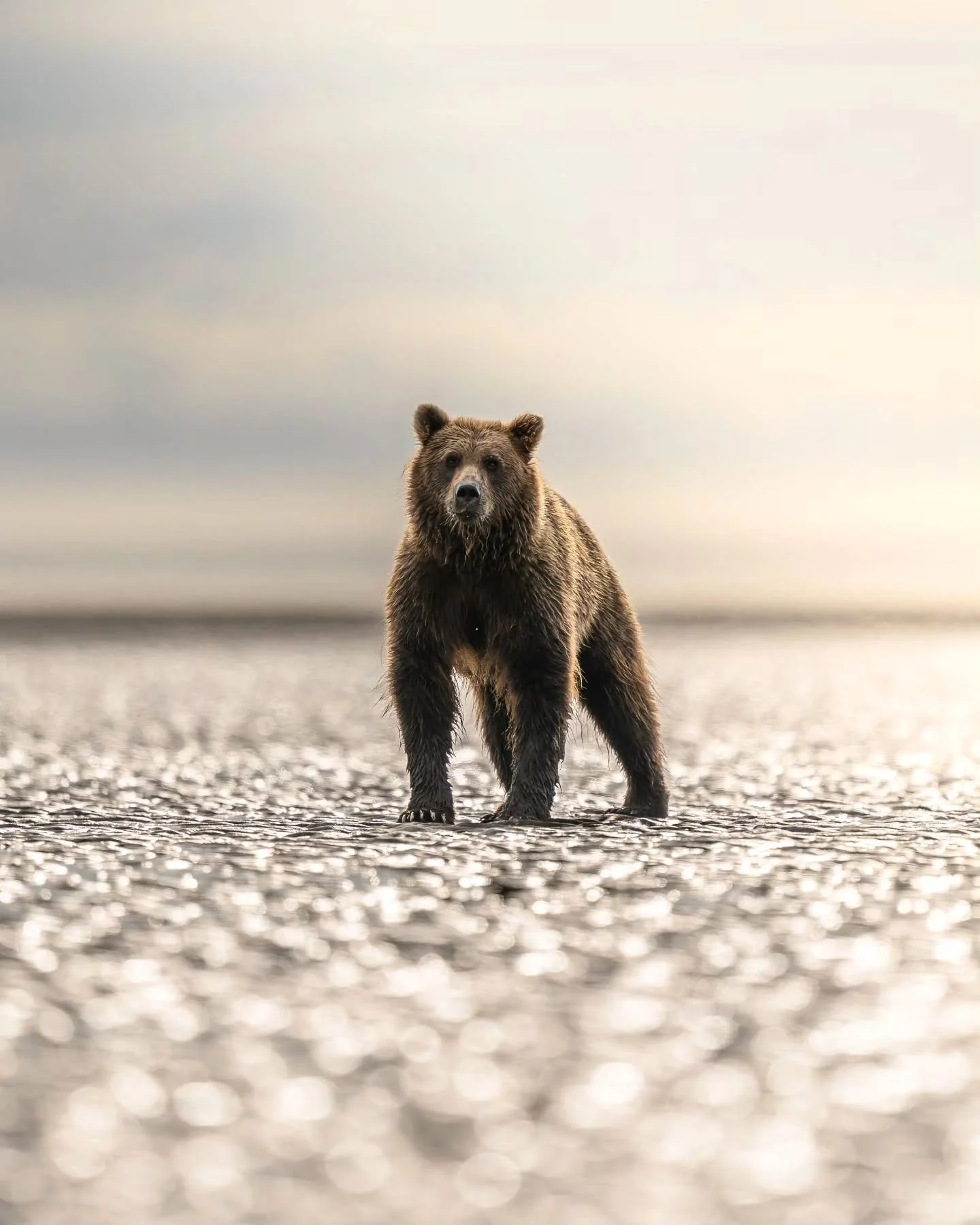 This was the very first Coastal Brown Bear I ever photographed in Lake Clark back in 2023. @mikerigney and I landed, got our gear situated, and went to photograph this beauty! And now here I am, obsessed with bears!