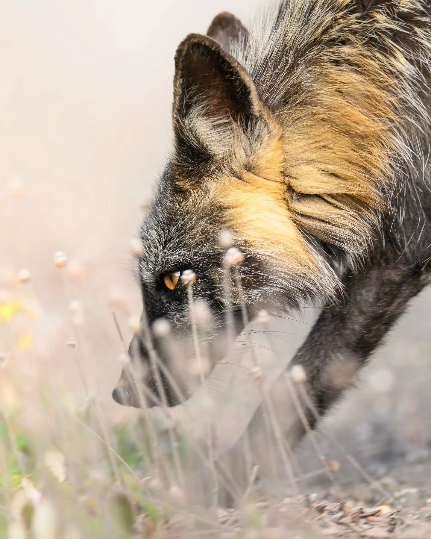 The perfect gap in the grass. Not much makes us wildlife photographers feel more lucky than the eye of your subject being perfect framed by a busy foreground.