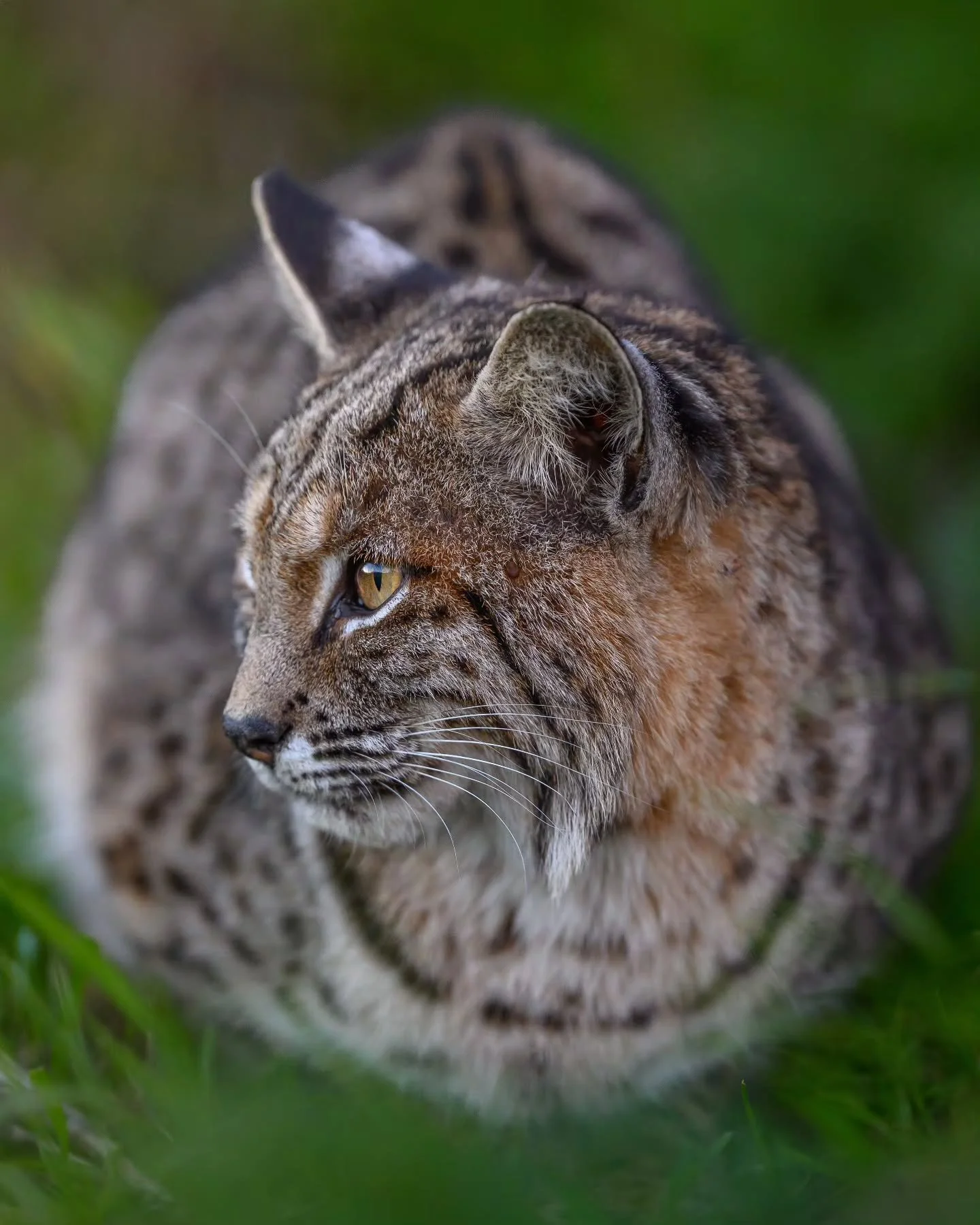 Having only 1.5 days in a new location to find a Bobcat, and then have it comfortable enough with you to photograph from a close proximity definitely makes for a memorable experience when it does happen! 

Right here, this sweet girl was waiting for 