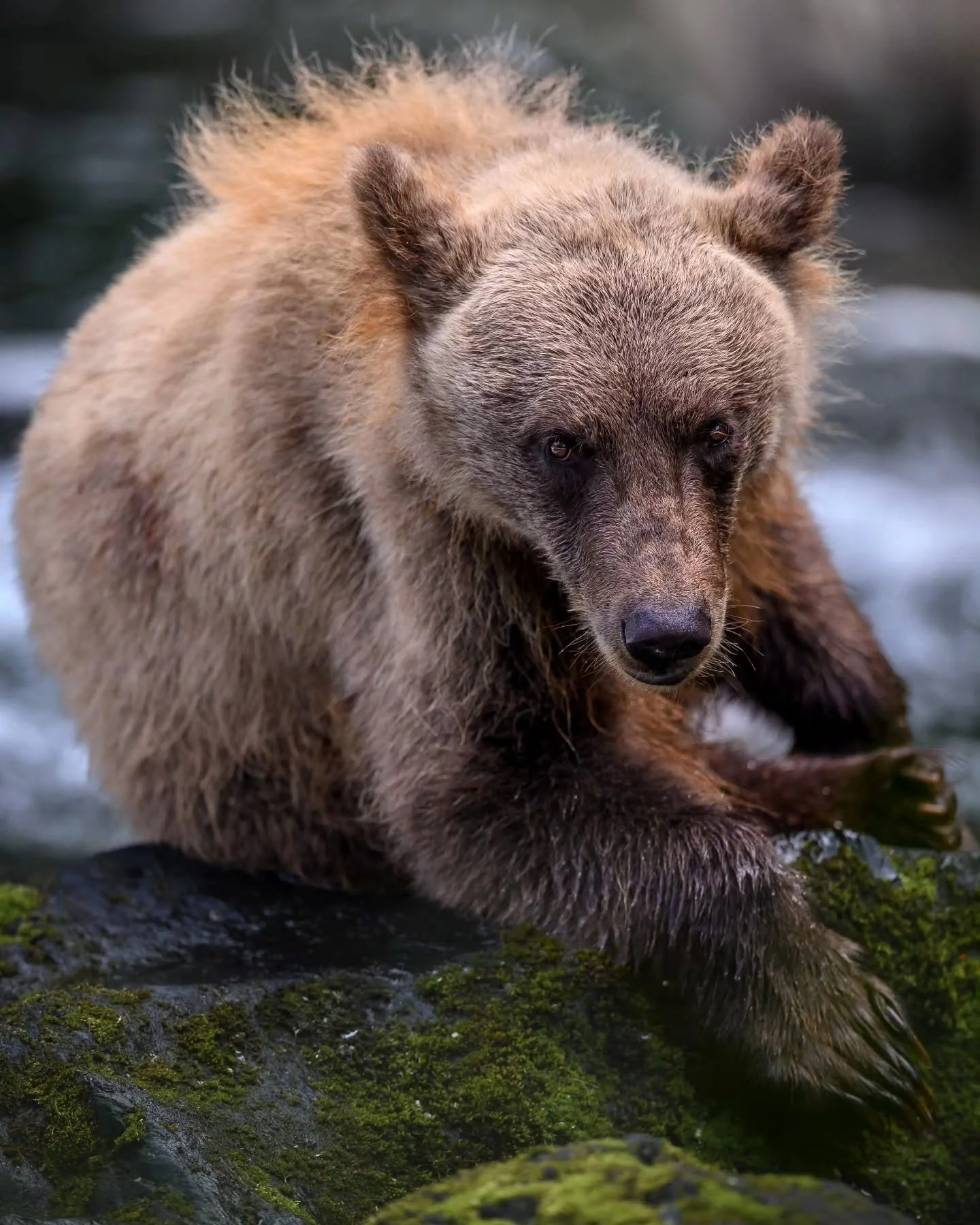 Mr. Bear wants to remind you to have a great Friday!