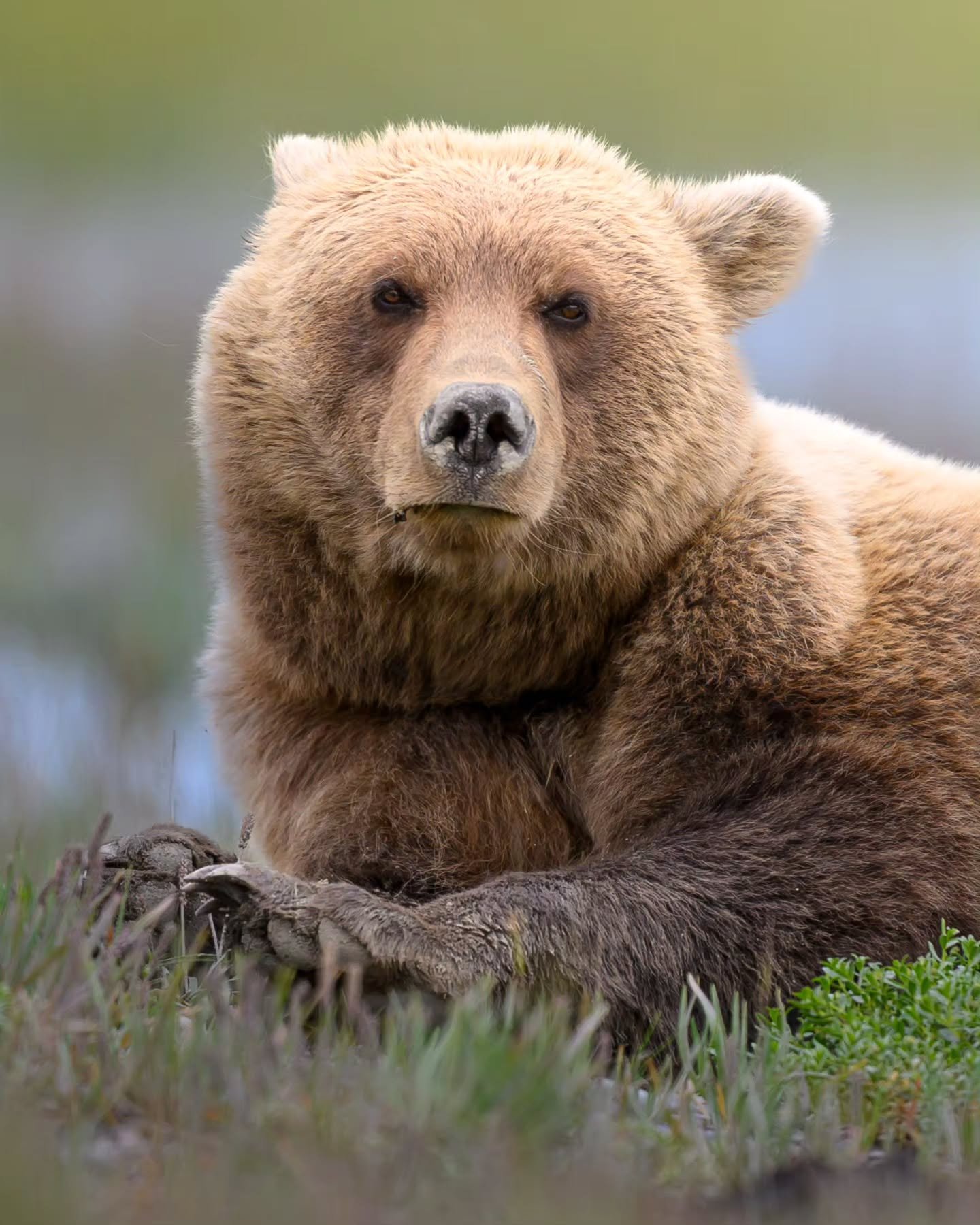 Sleeping beauty! Nothing like a super blonde brown bear napping to make you pay attention while walking on a beach!