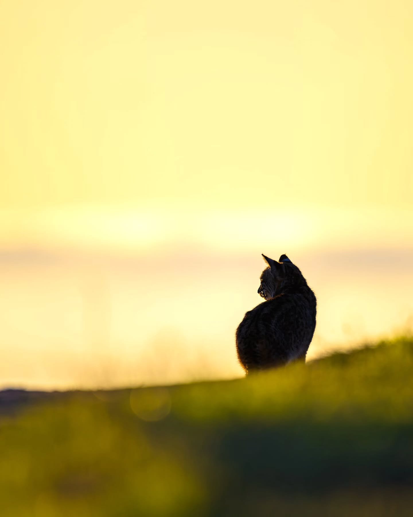 Watching the sun set over Point Reyes with a Bobcat was definitely an awesome yet brief moment a few nights ago. So grateful for these types of encounters!