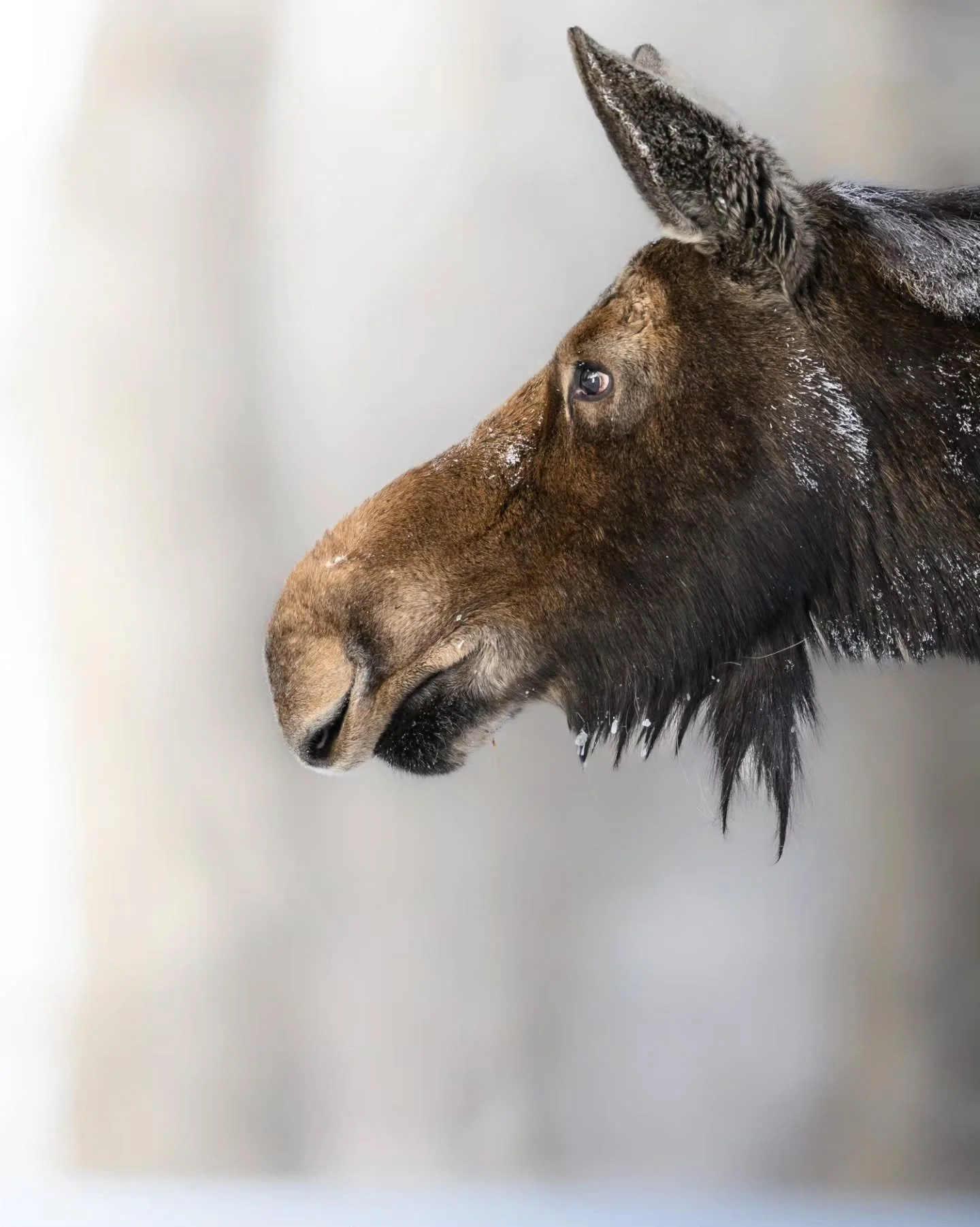 Frosty Moose side profile.

This mom and her calf were just starting to move for the day as the sun finally rose from a long and cold winter night.
.
.
.
.
.
#moose #tetons #jacksonhole #fyp #wyomingwildlife