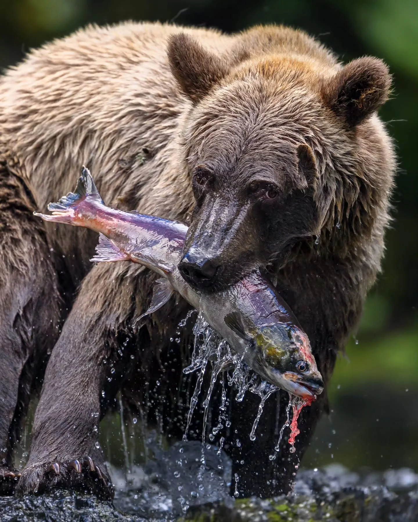That look they give when you get caught checking out your spouse's plate 👀 
.
.
.
.
.
#bear #salmon #alaska #bearsofinstagram #fishing