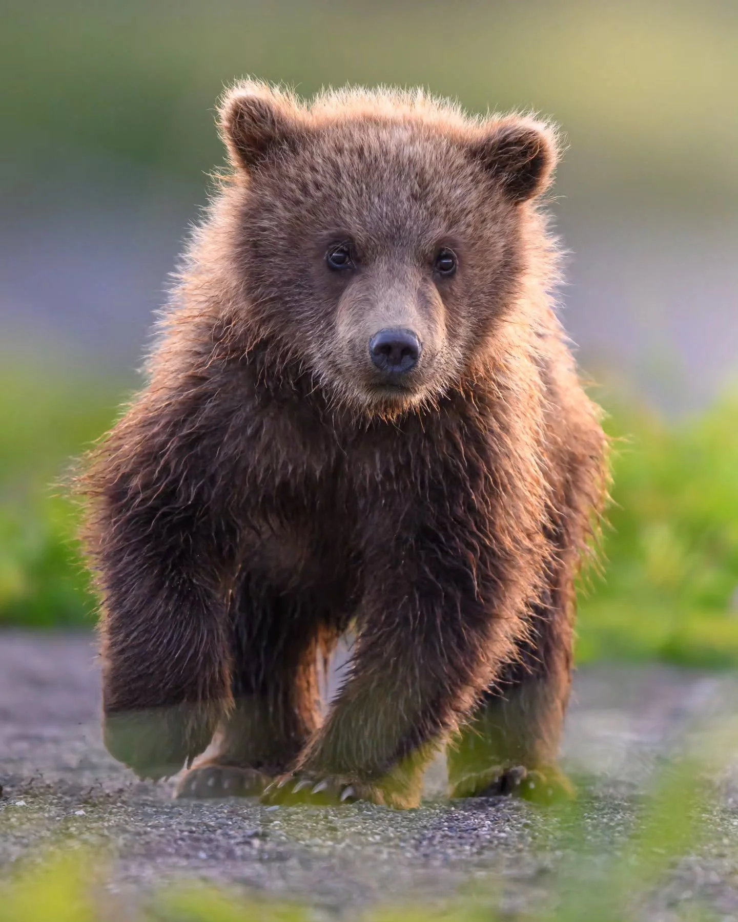 Oh hey there little one! 👋
.
.
.
.
.
#bearcubs #bears #alaskagram #adorableanimals #toocute