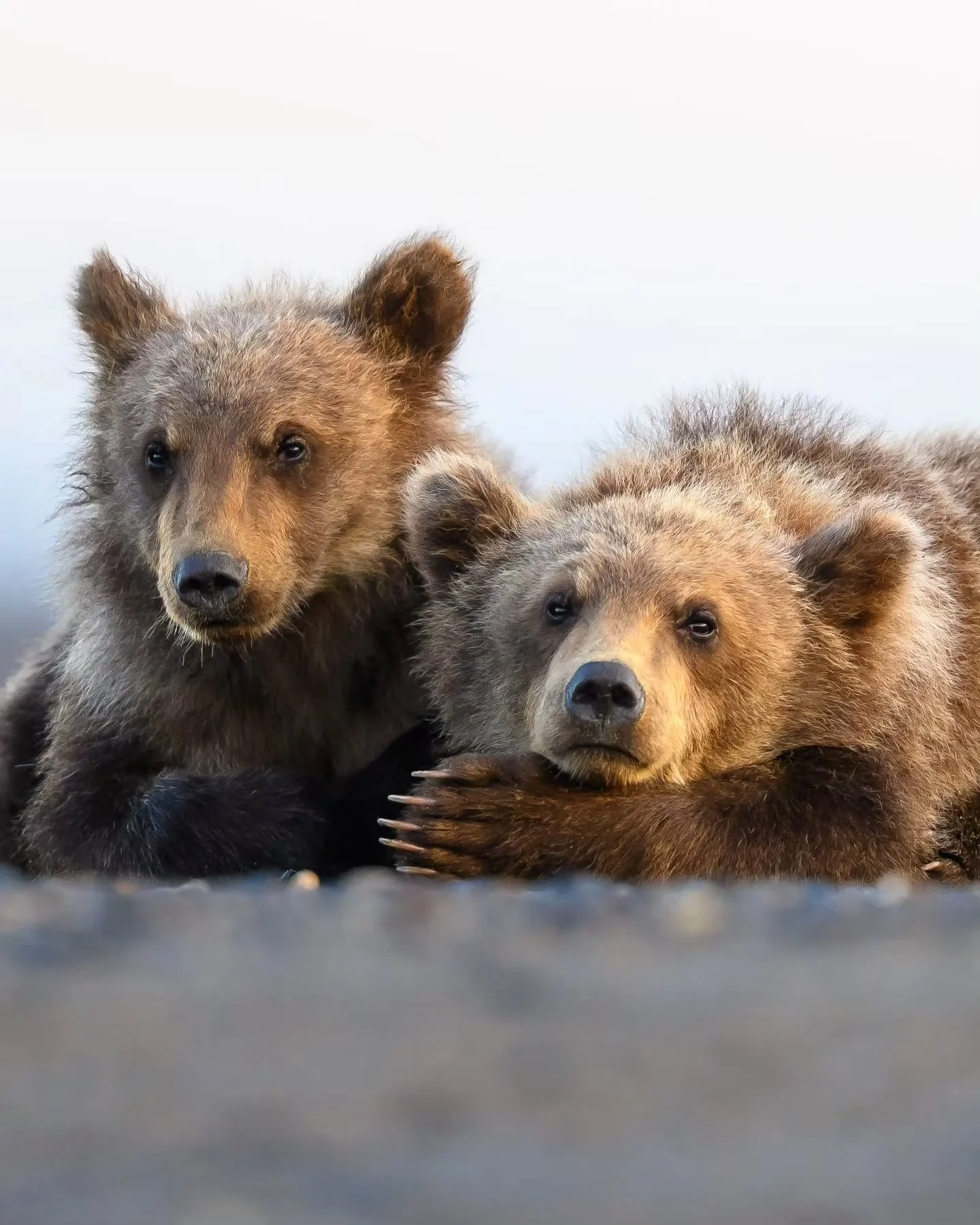 Precious moments with cubs.

If this season is anything like I expect it to be, there's going to be a whole lot of cub action coming your way! Can't wait!
.
.
.
.
.
#bearcubs #bears #alaskagram #adorableanimals #toocute