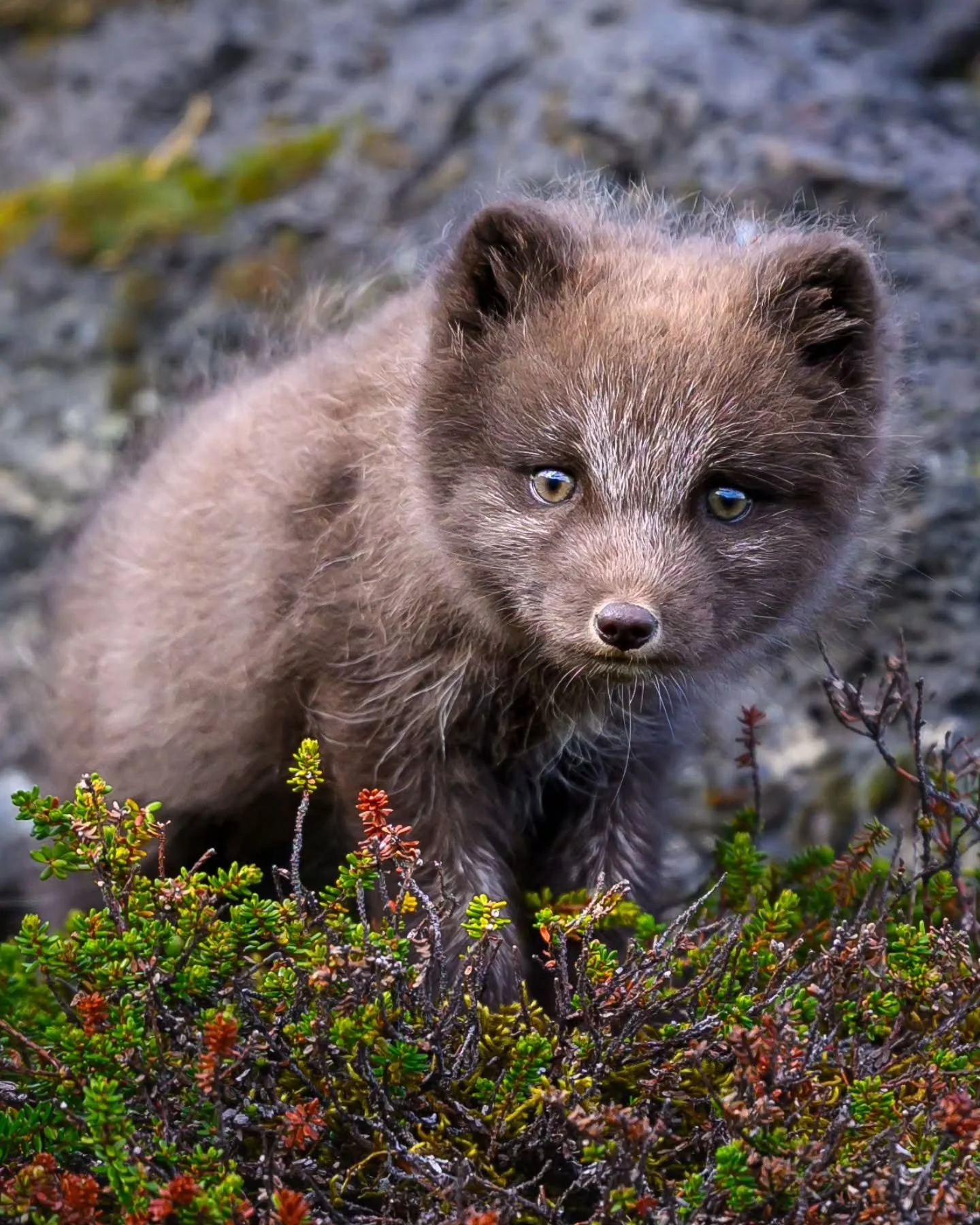 Something about a baby Arctic Fox!

Is it the curiosity? The absolutely tiny size of them?? Idk, I just know they're the cutest little baby animals ever! 

Come with me next summer for a chance to see them being their adorable little selves!
.
.
.
.
