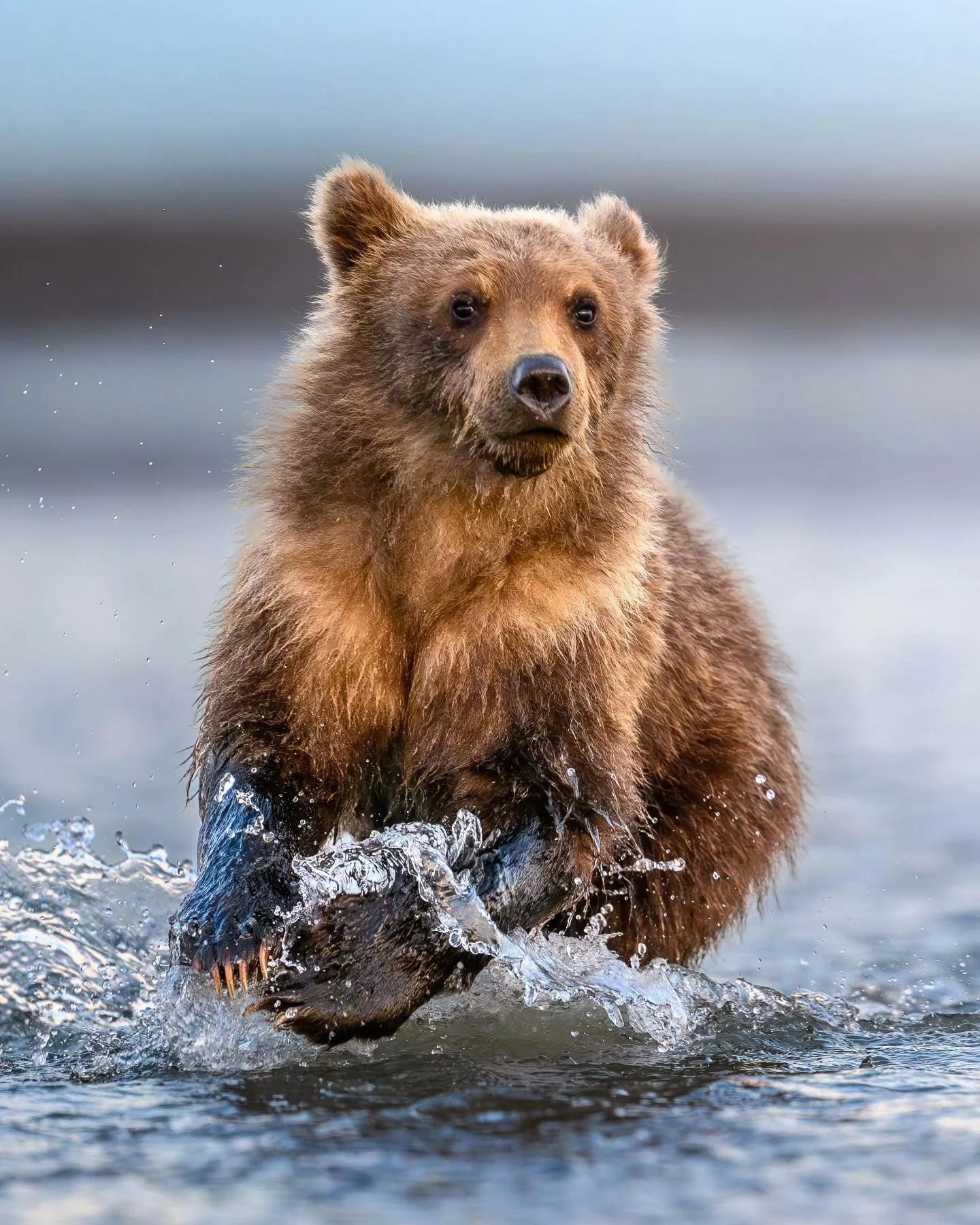 Charging cub!

Lucky for me, this little one wasn't intested in me, just following Mom and sibling around in the water! 
.
.
.
.
.
#bearcubs #bears #alaskagram #adorableanimals #toocute