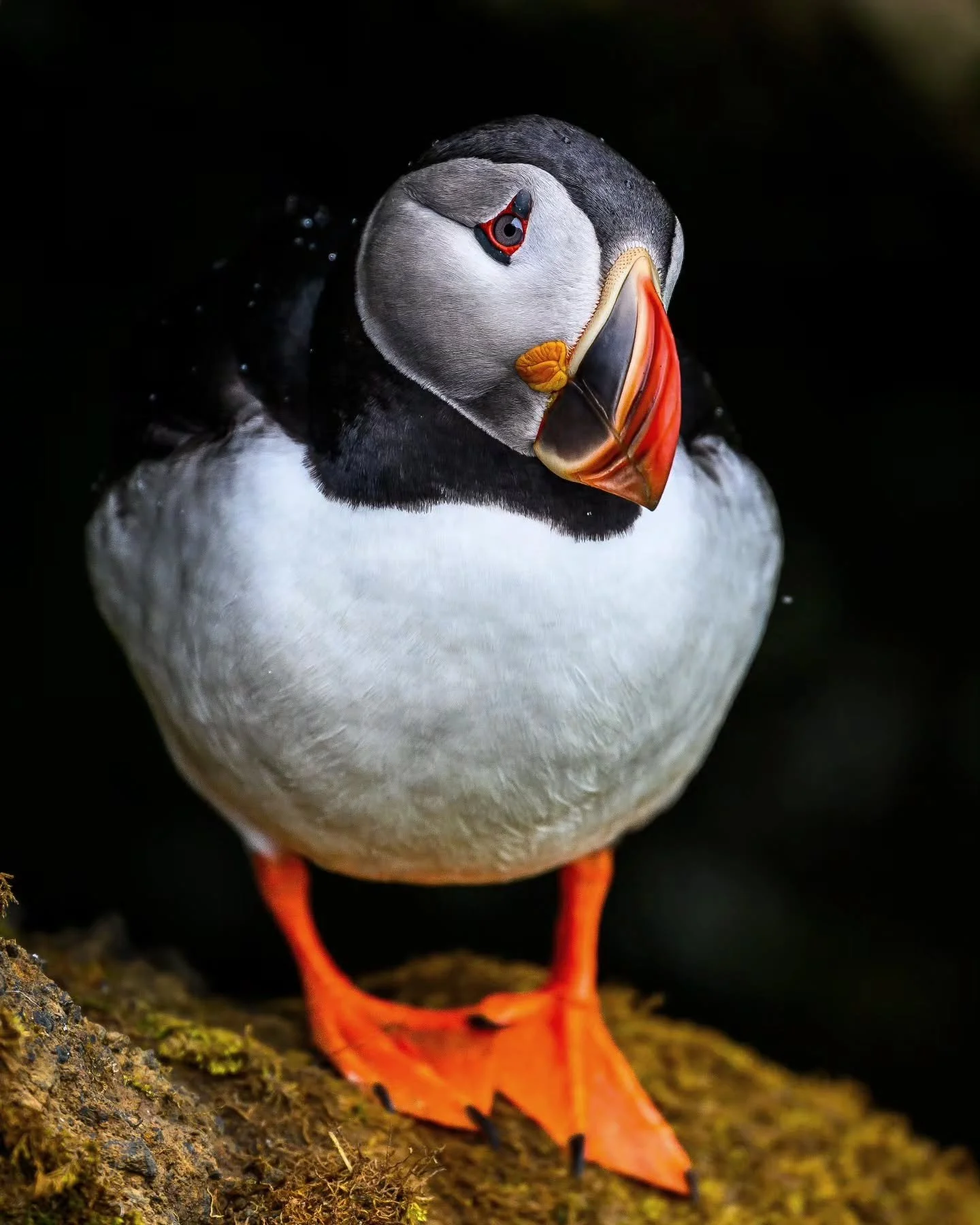 Ahh the curious look of a Puffin!

I can't wait to be back in Iceland this summer hosting a few workshops to photograph these adorable birds along with Arctic Fox! 
.
.
.
.
.
#puffin #iceland #birdphotography #icelandtrip #bestbirdshots