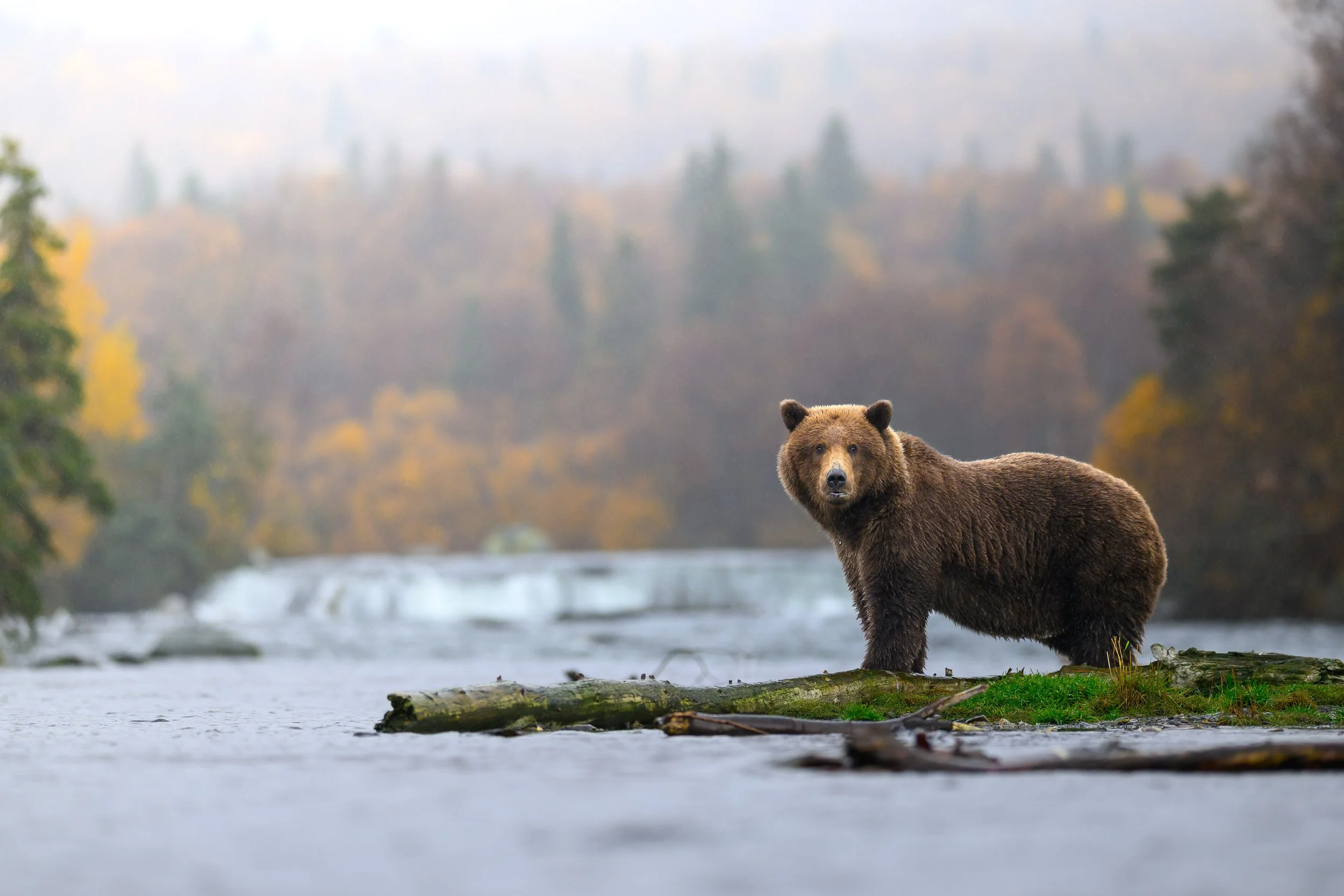 Wildlife