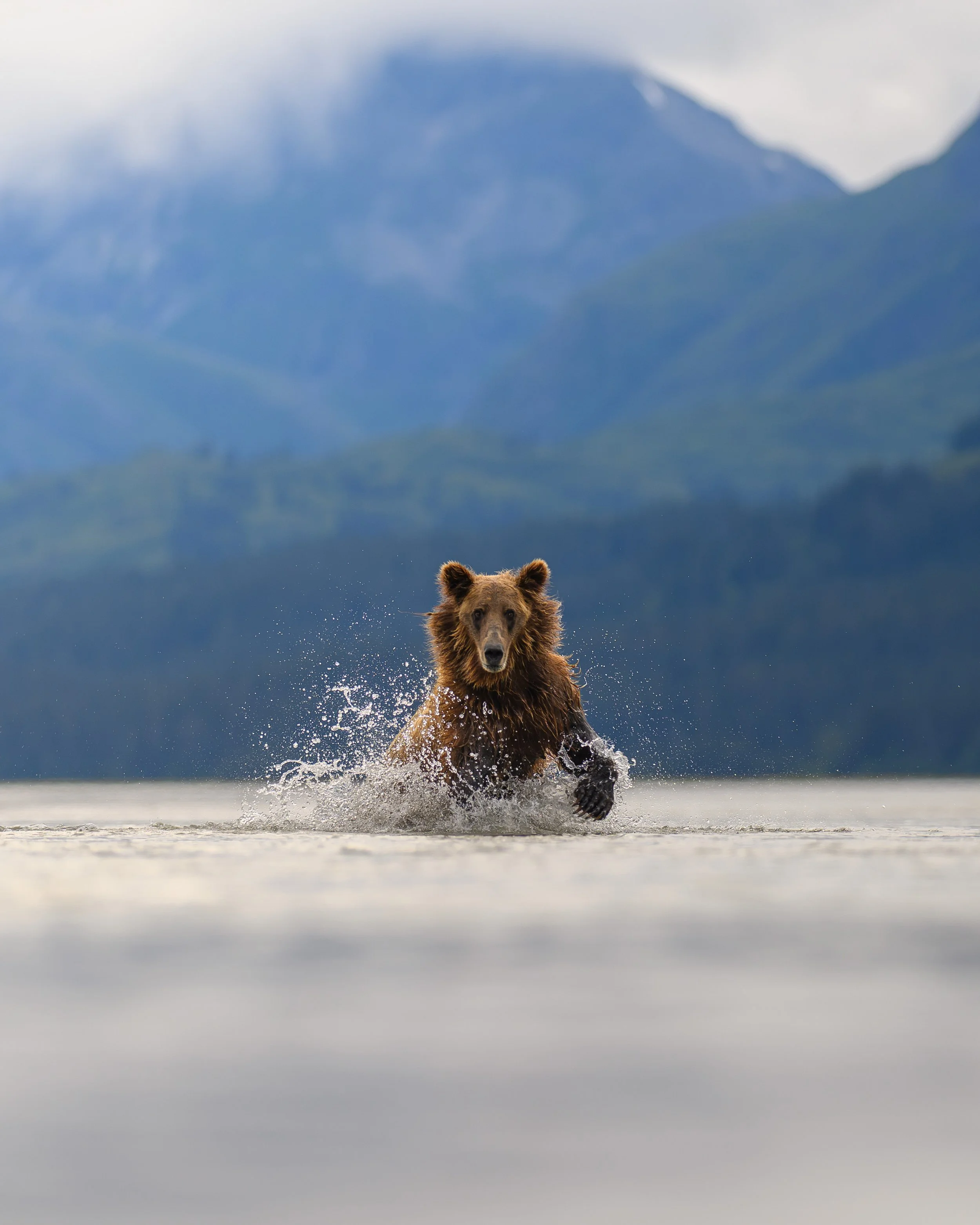 AUGUST 2027 Alaska Bear Workshop #1 - (8/9/27 - 8/12/27) - (Deposit Only)