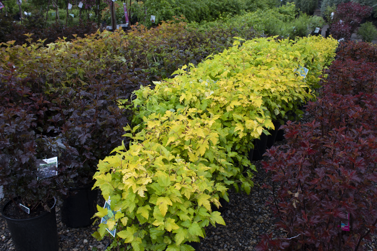 Arrowwood (Viburnum dentatum) in Calgary, Alberta (AB) at Spruce It Up