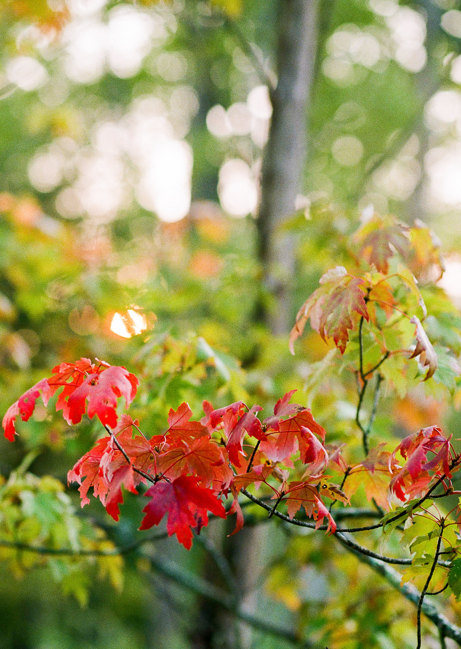 fall color 02.jpg
