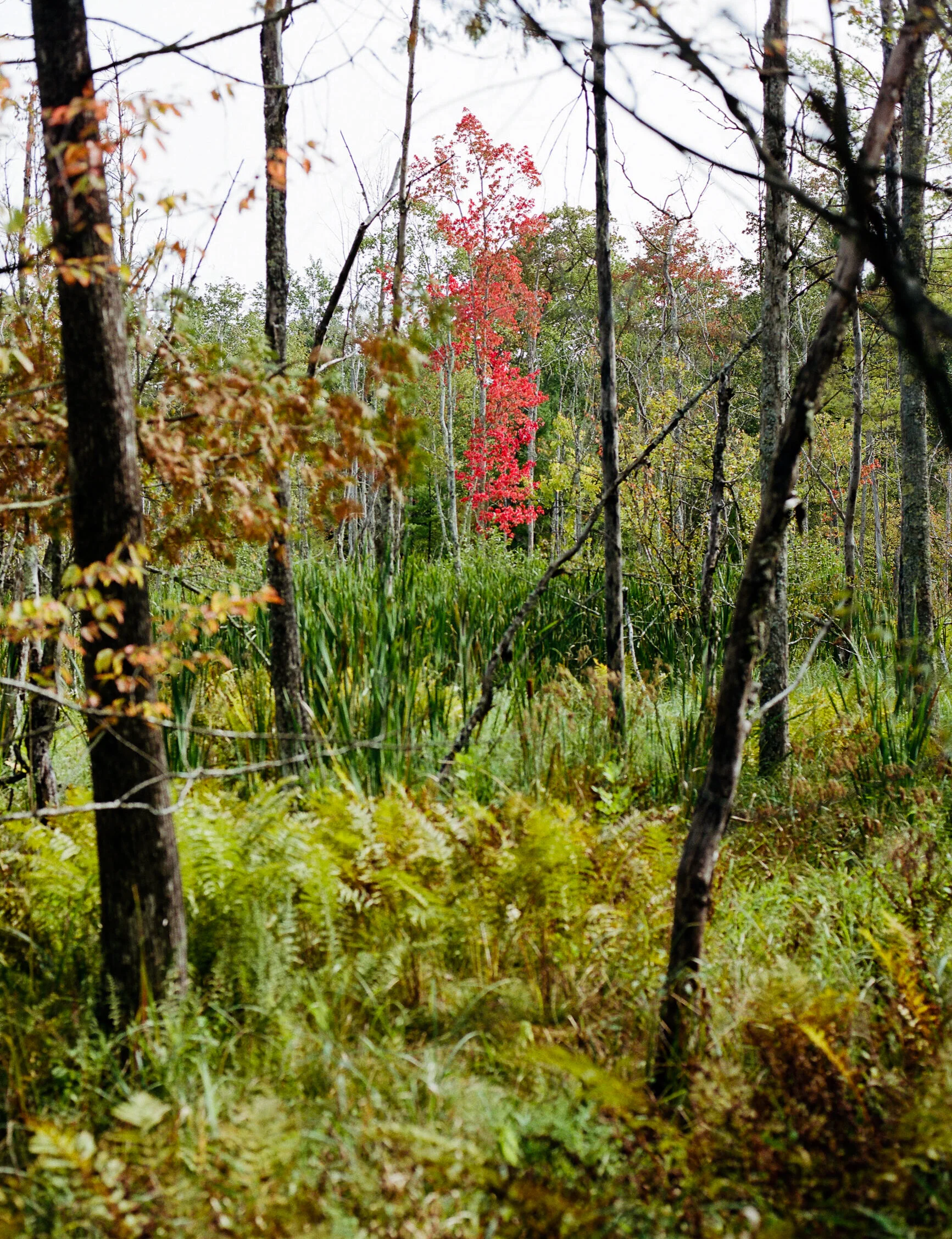 fall color 03.jpg