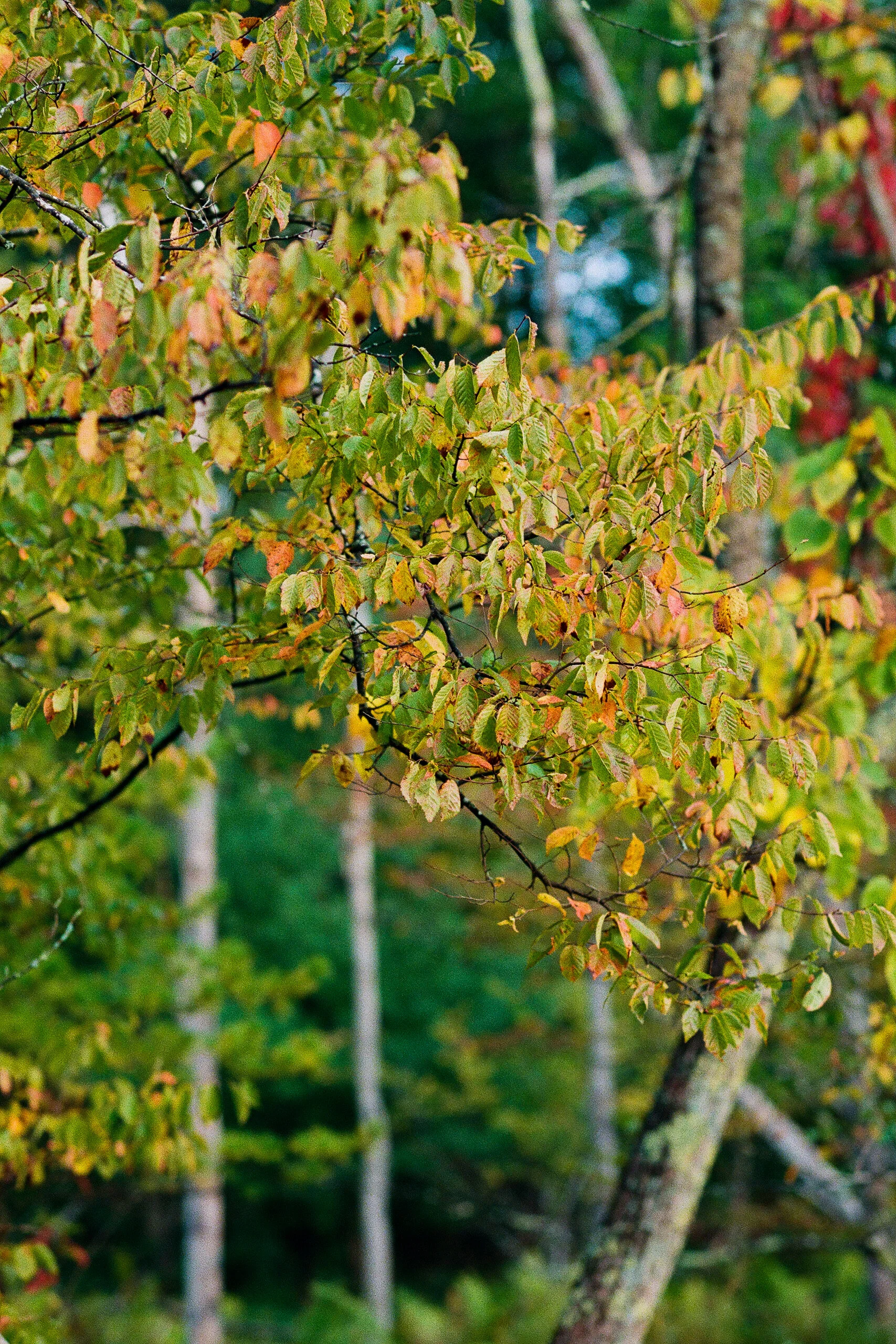fall color 07.jpg