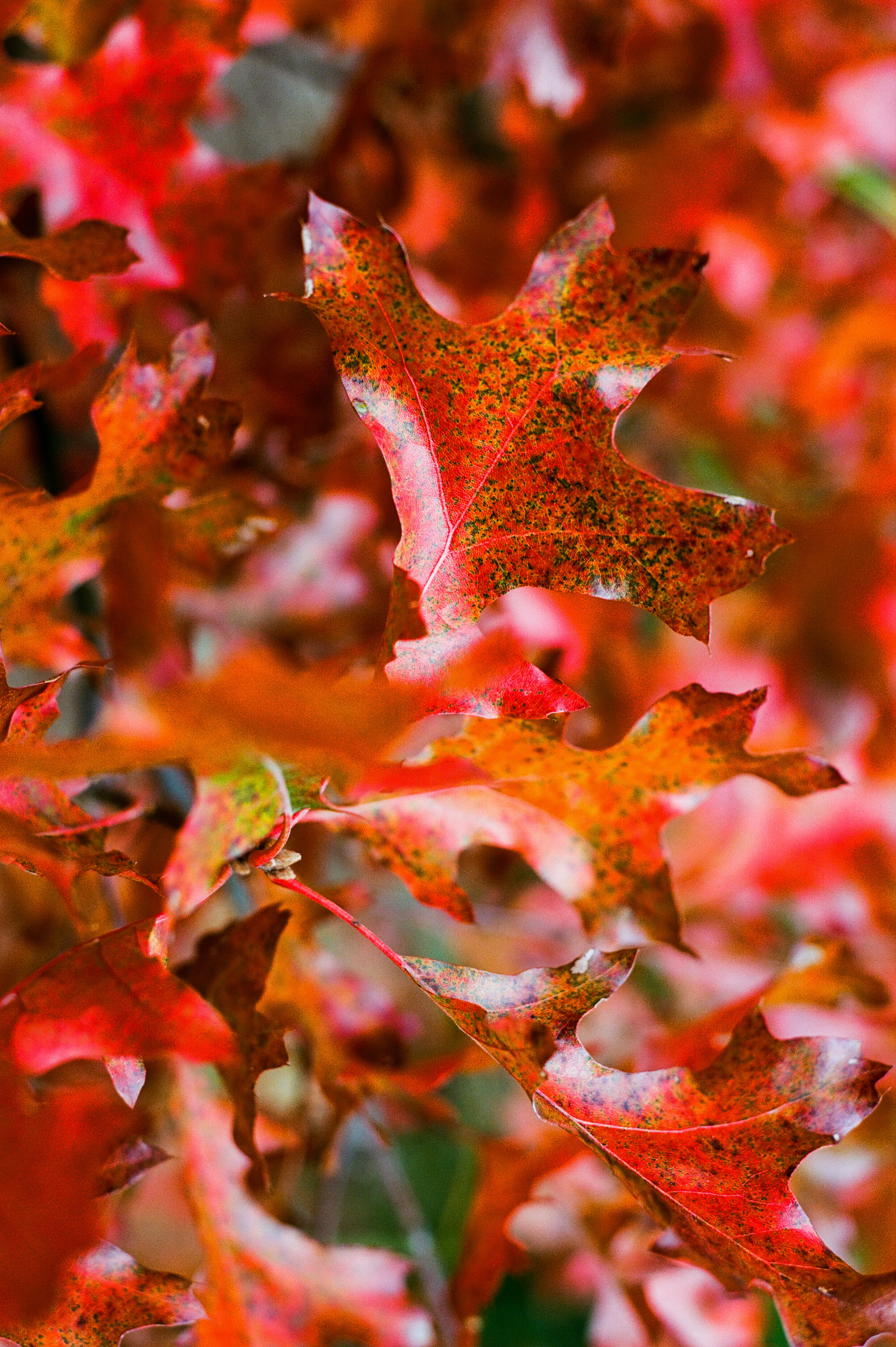 fall color 09.jpg