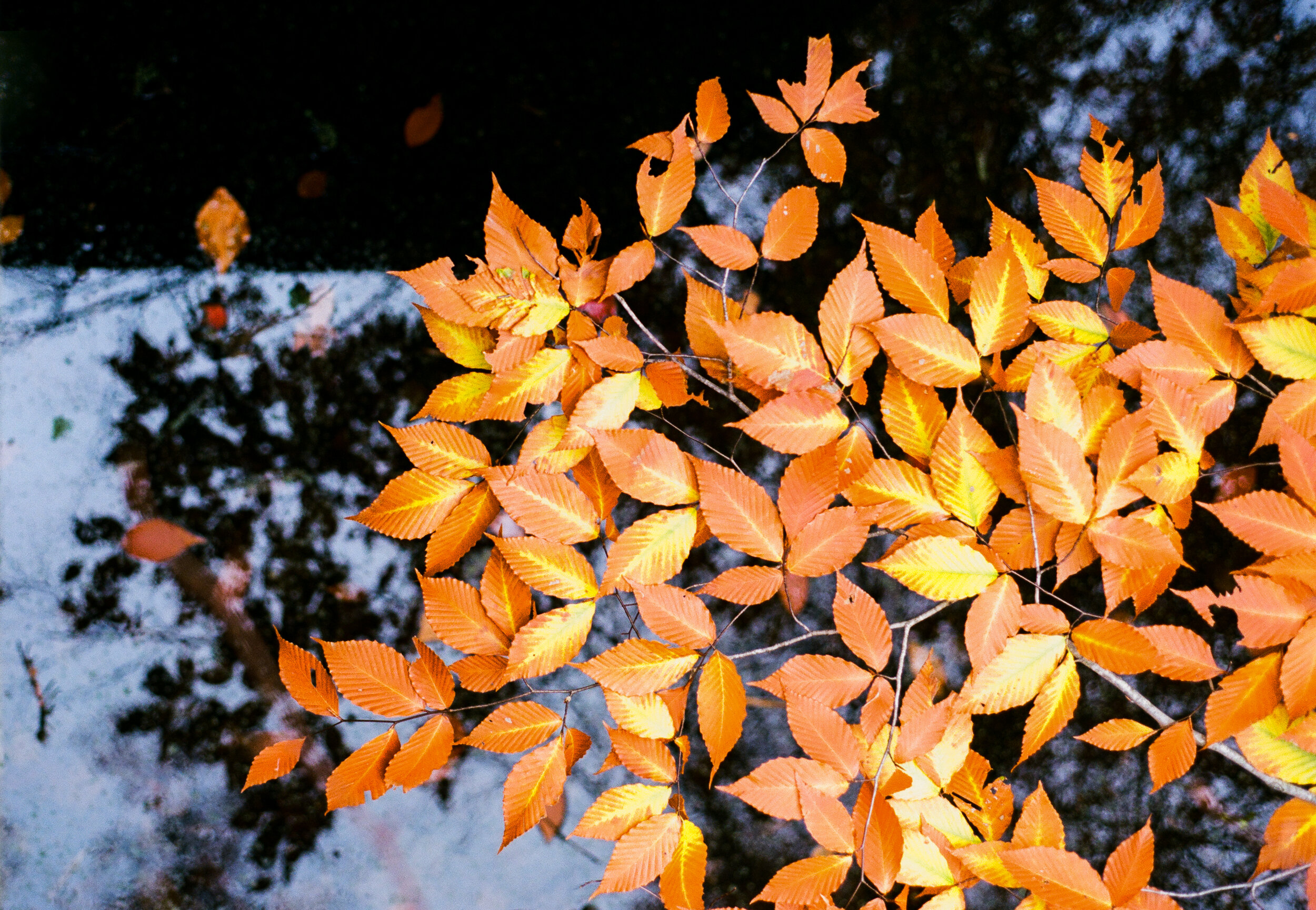 fall color 12.jpg