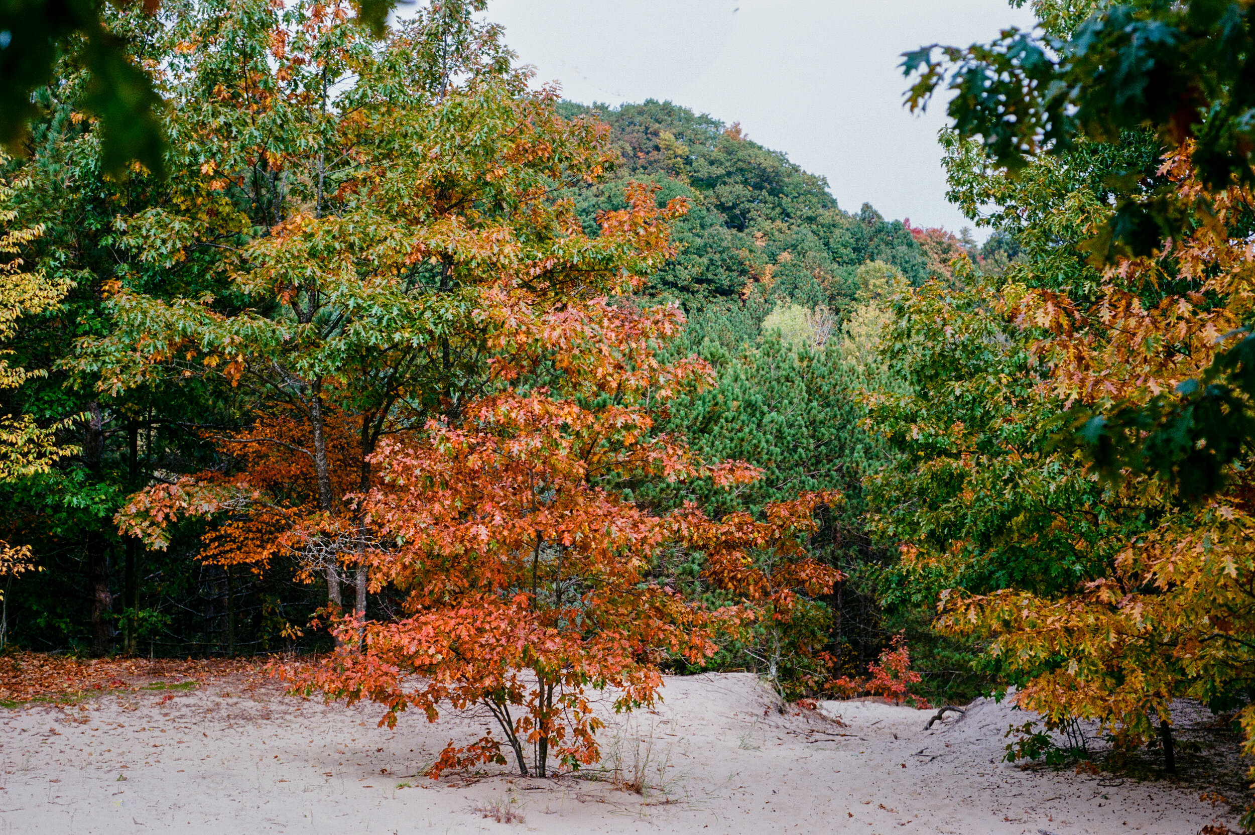 fall color 14.jpg