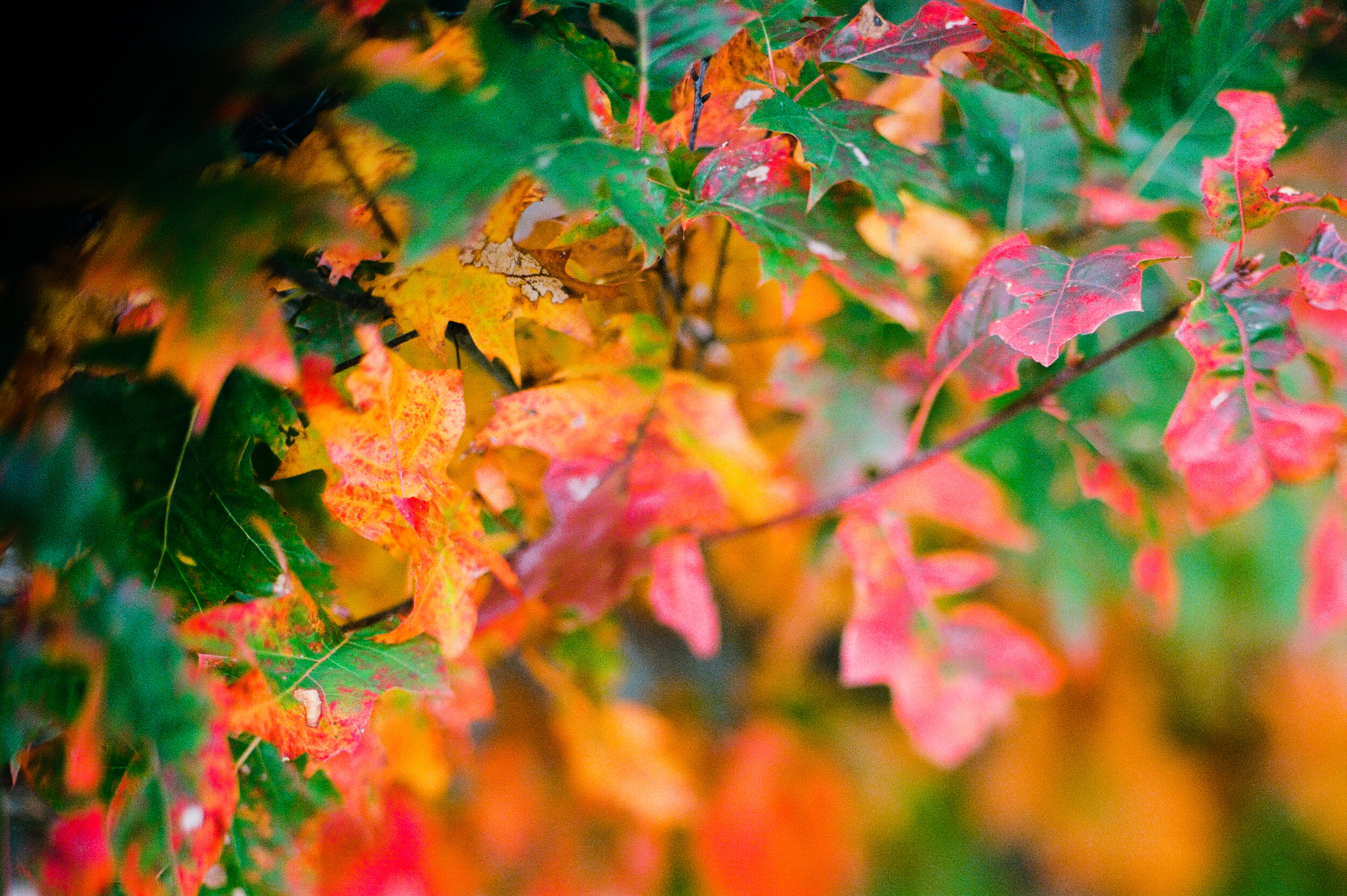 fall color 19.jpg