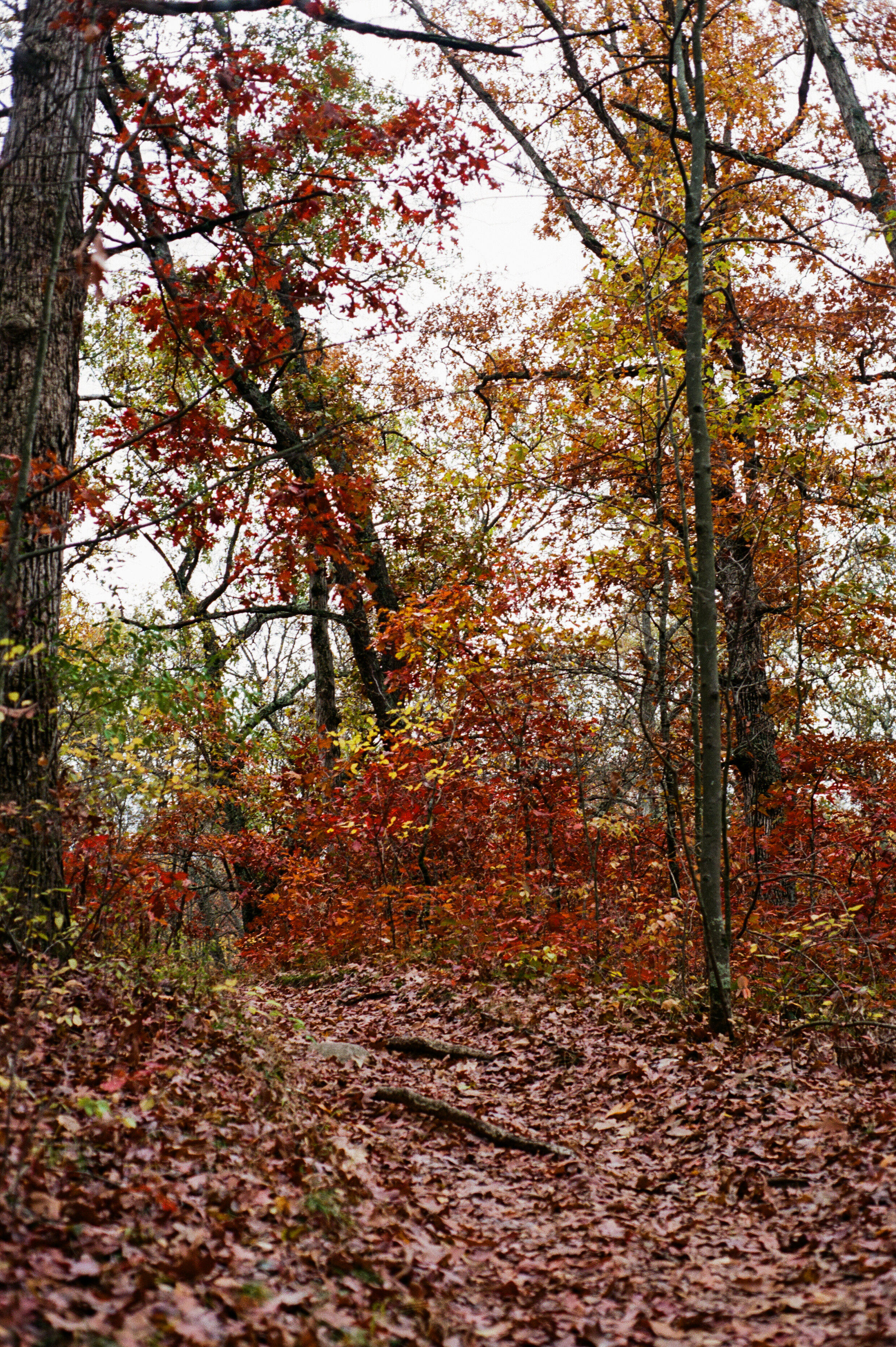 fall color 22.jpg