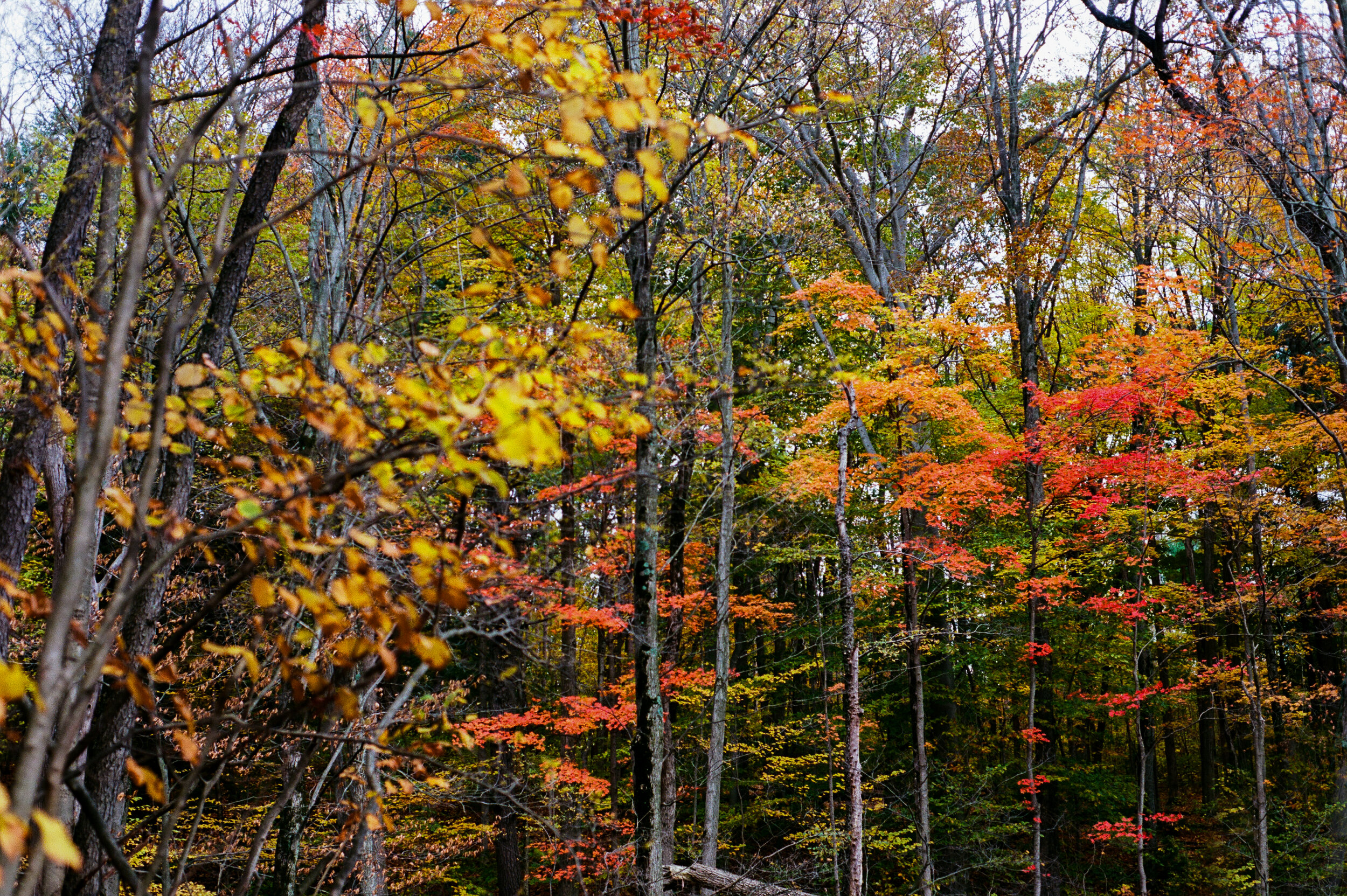 fall color 23.jpg