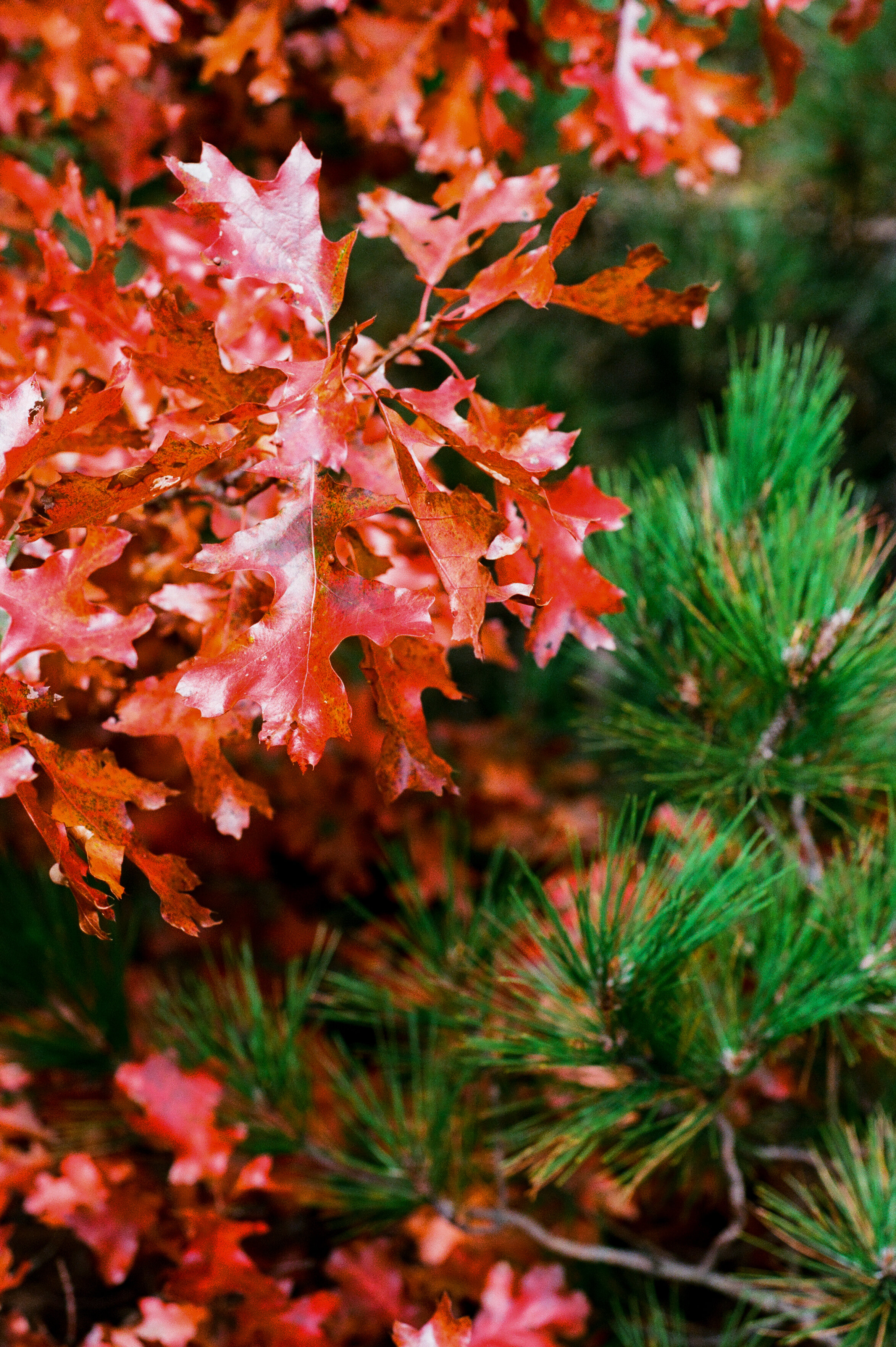 fall color 24.jpg