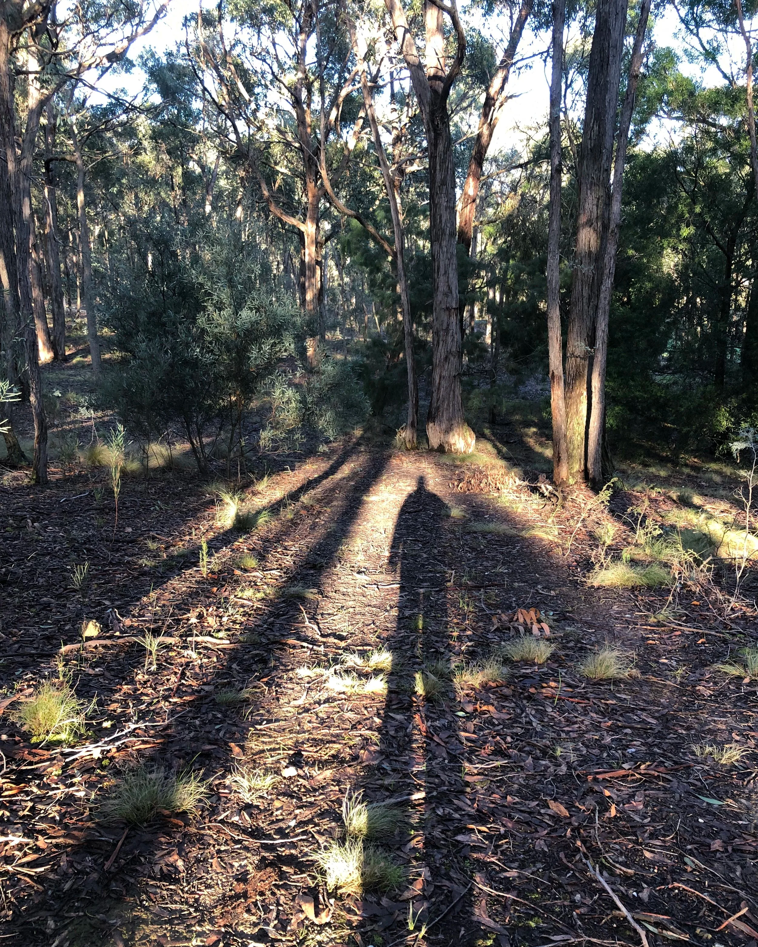 Standing tall in the bushland. Shadow play.