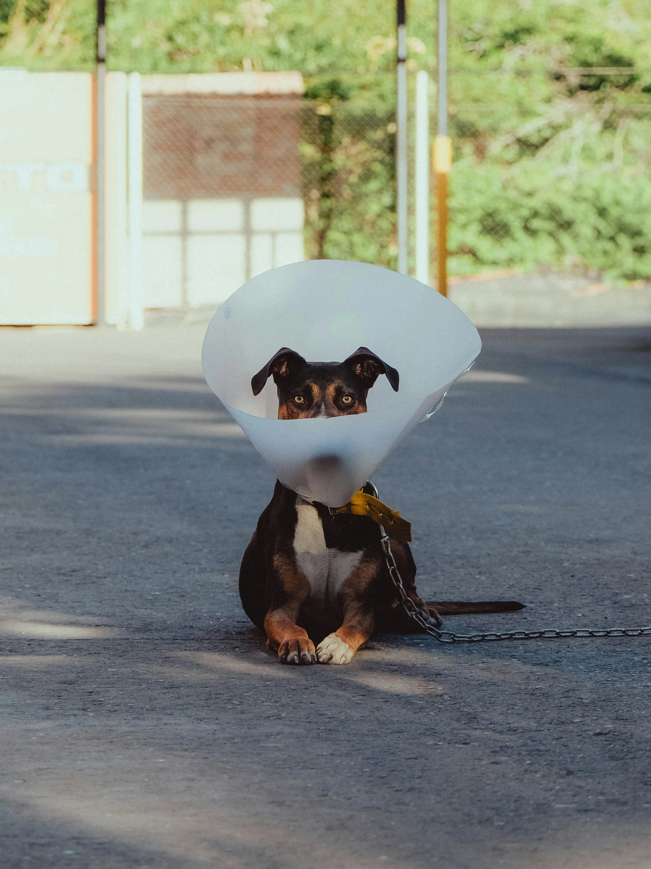 spay, neuter, mass removal, general surgery