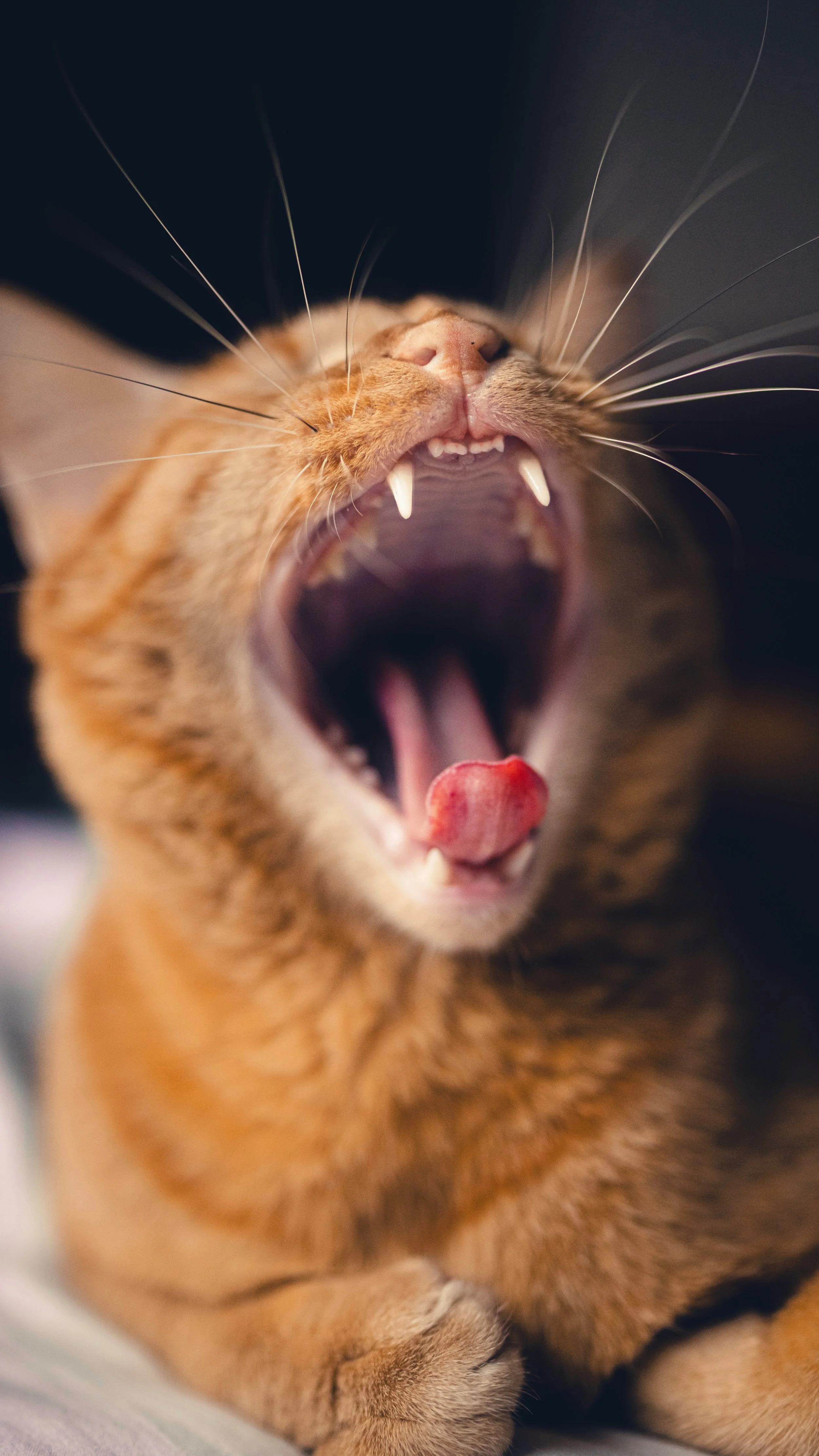 cat, dental, dental care, oral health