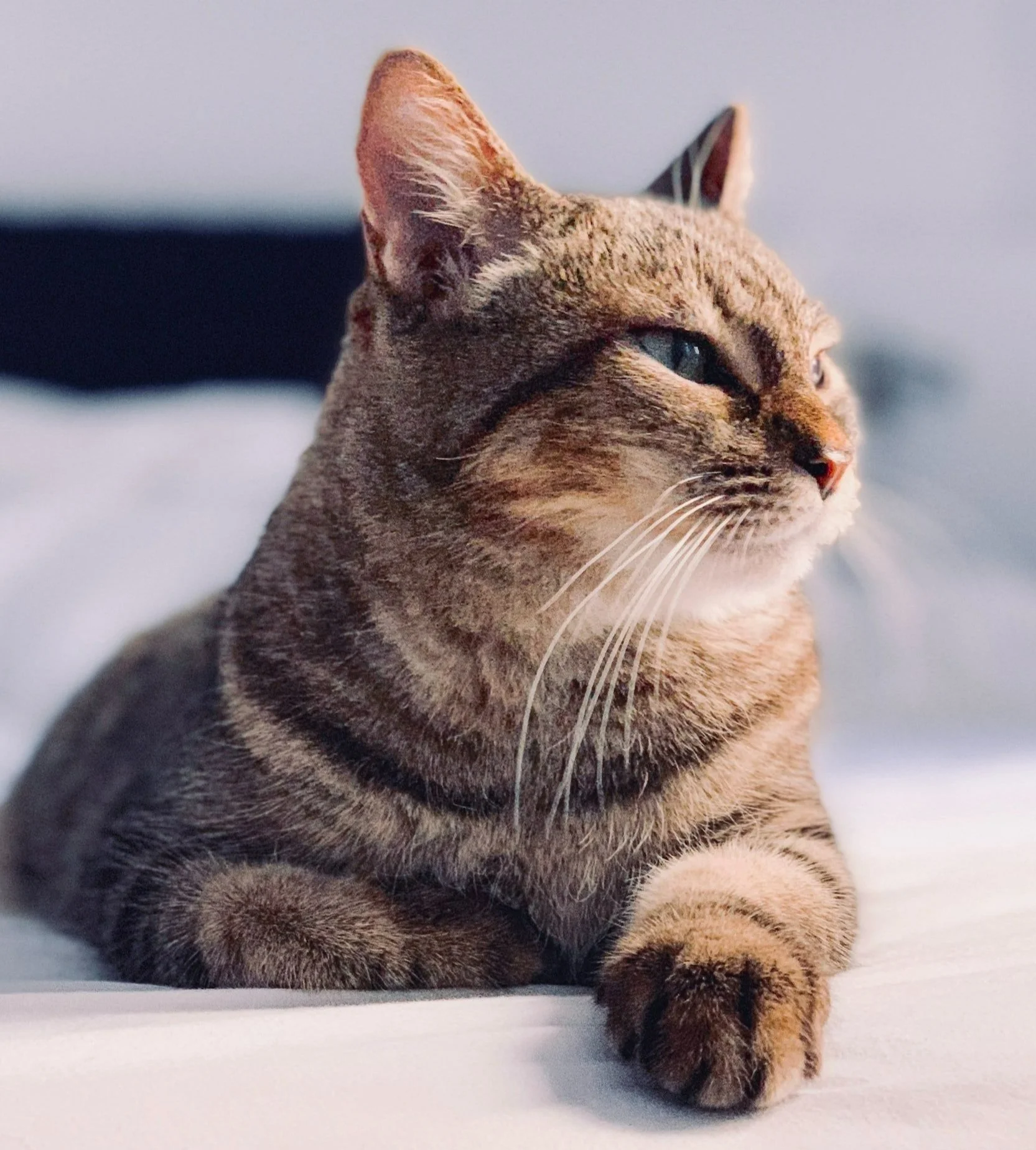 Life Stages Care and Recommendations