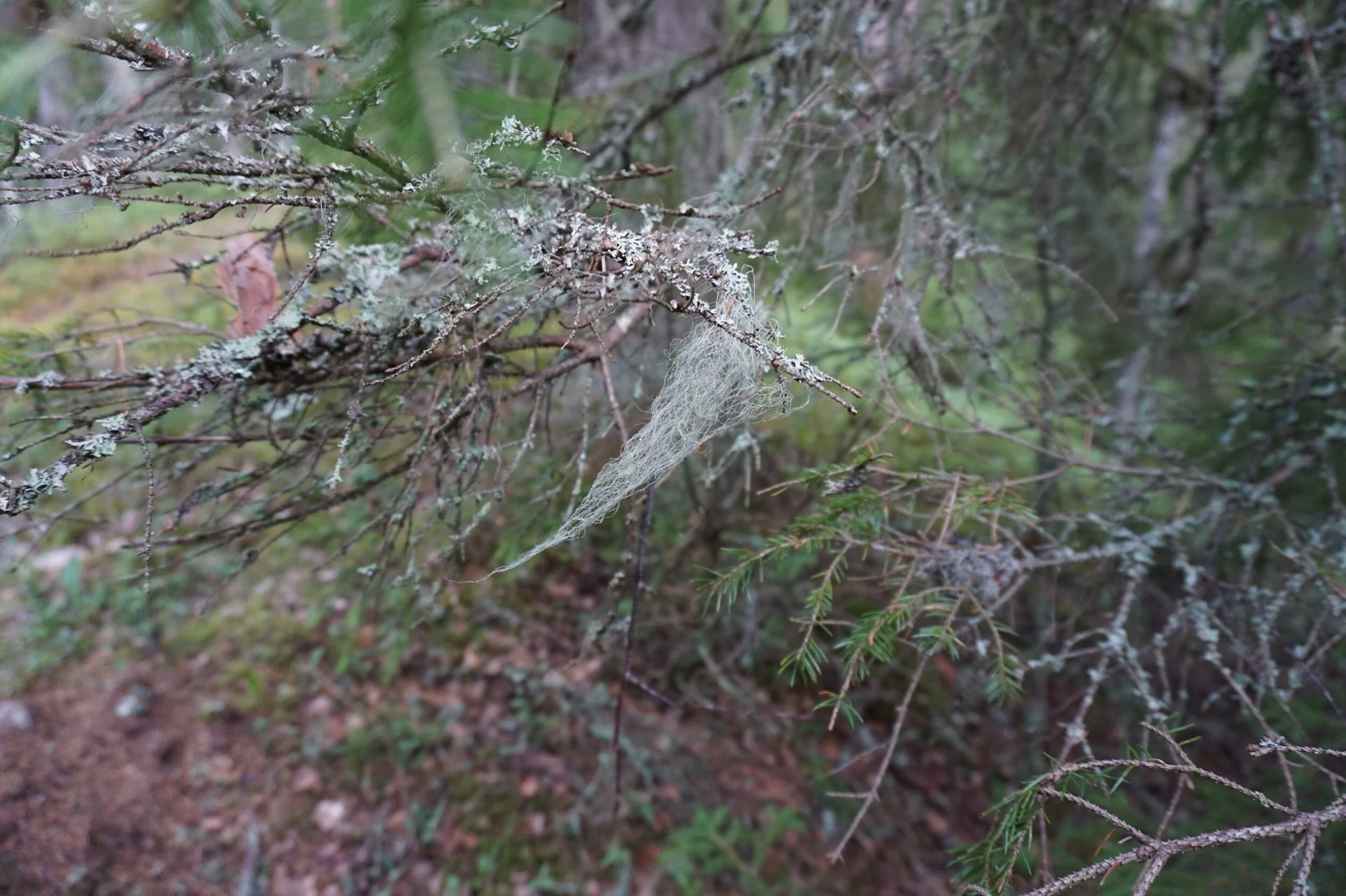 DSC08290.jpeg