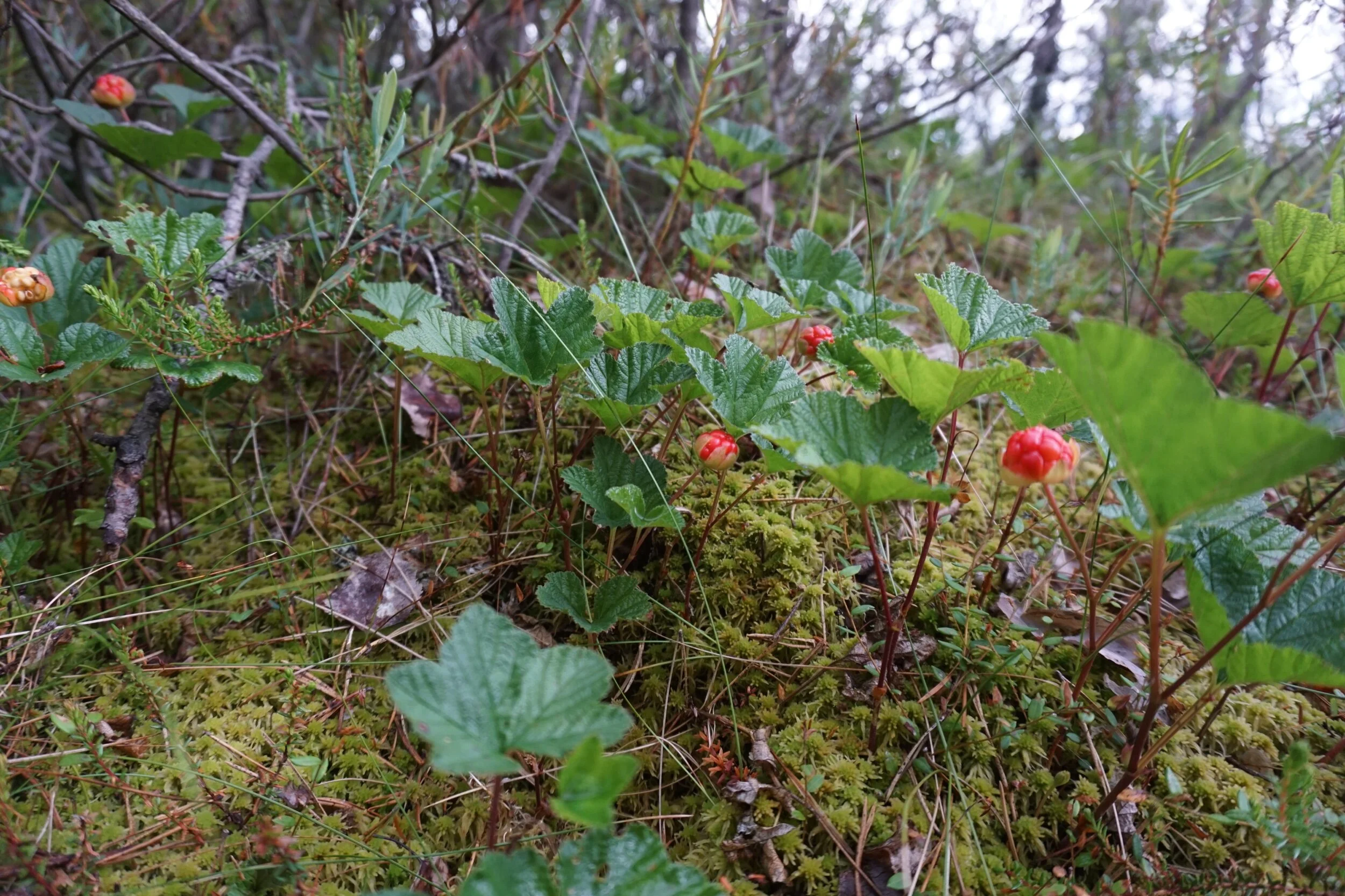 DSC08133.jpeg