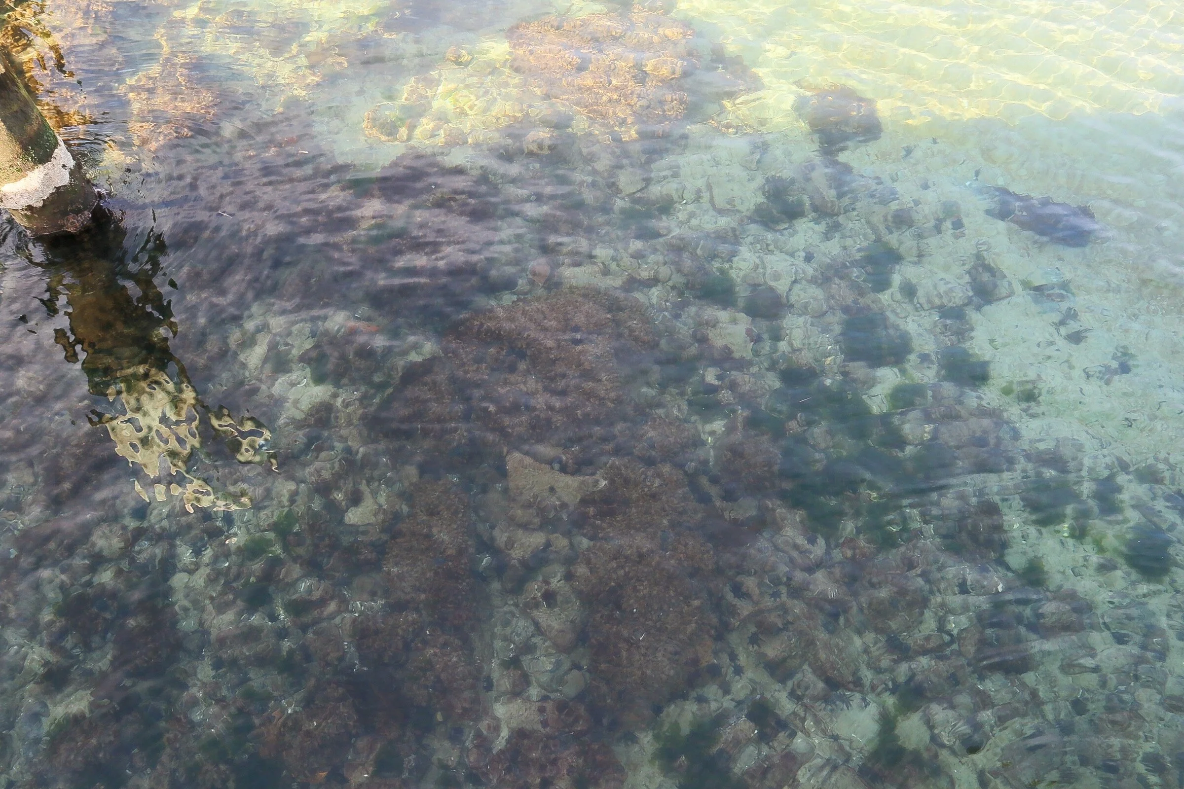 Shalee Rae Moschetti An Essay On Current Society The Thought Chapter.jpg