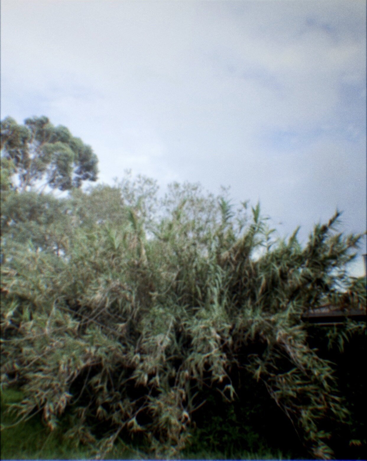 Shalee Rae Moschetti The Thought Chapter Randonauting.jpg