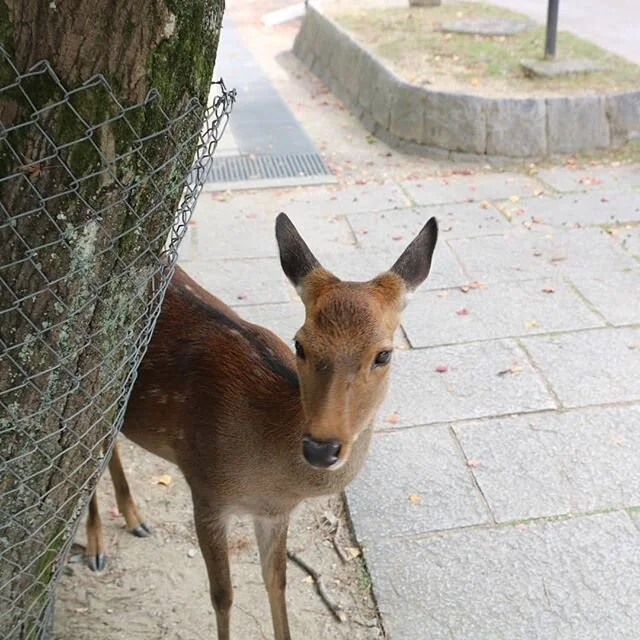 Japan- day 3 (not for the faint of heart)