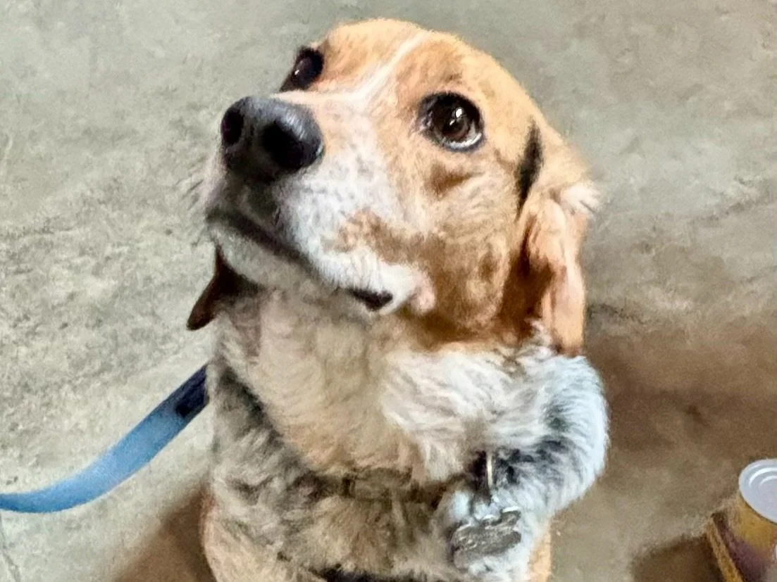 Dan the Beagle