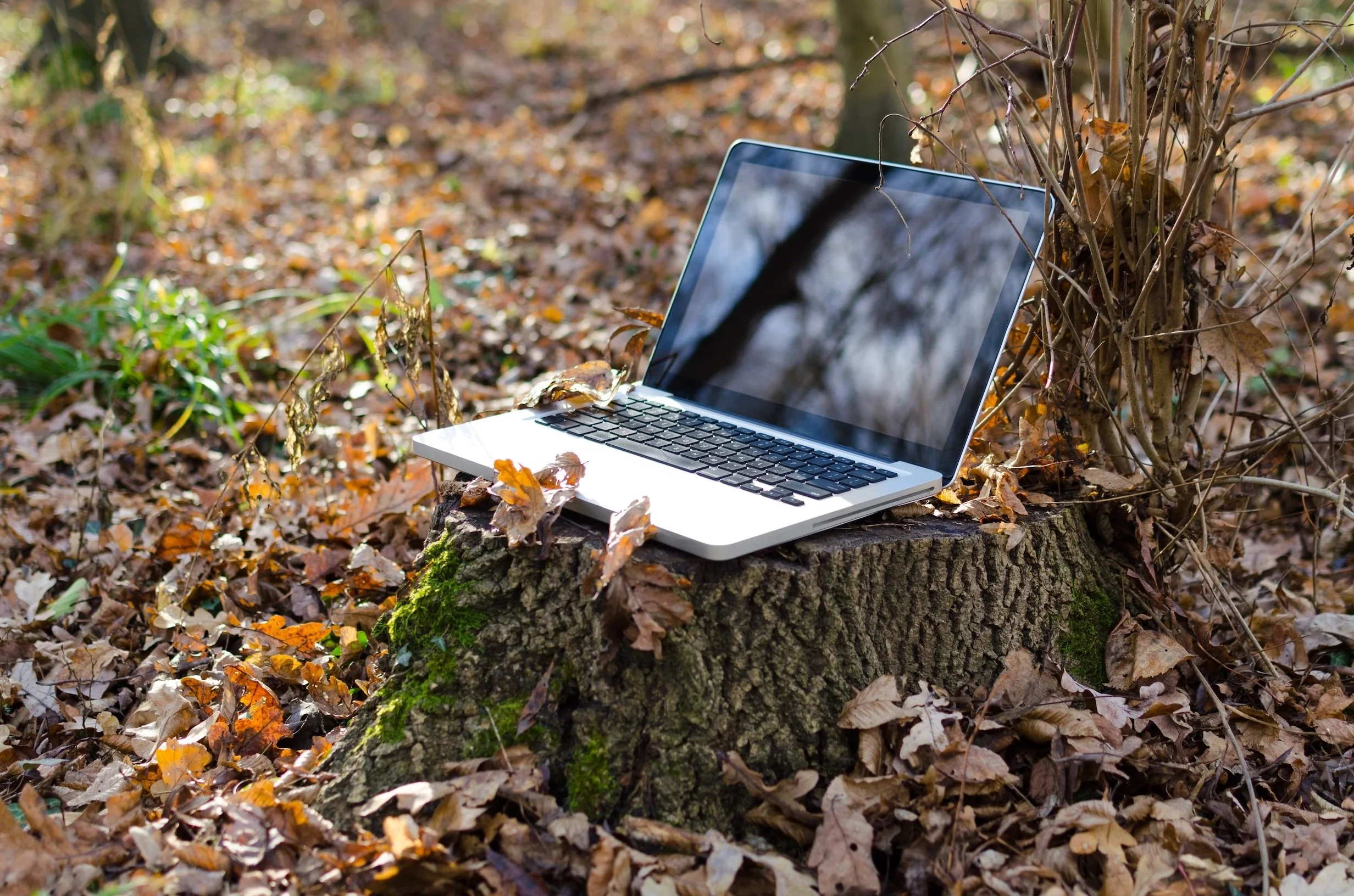 Virtual Wilderness