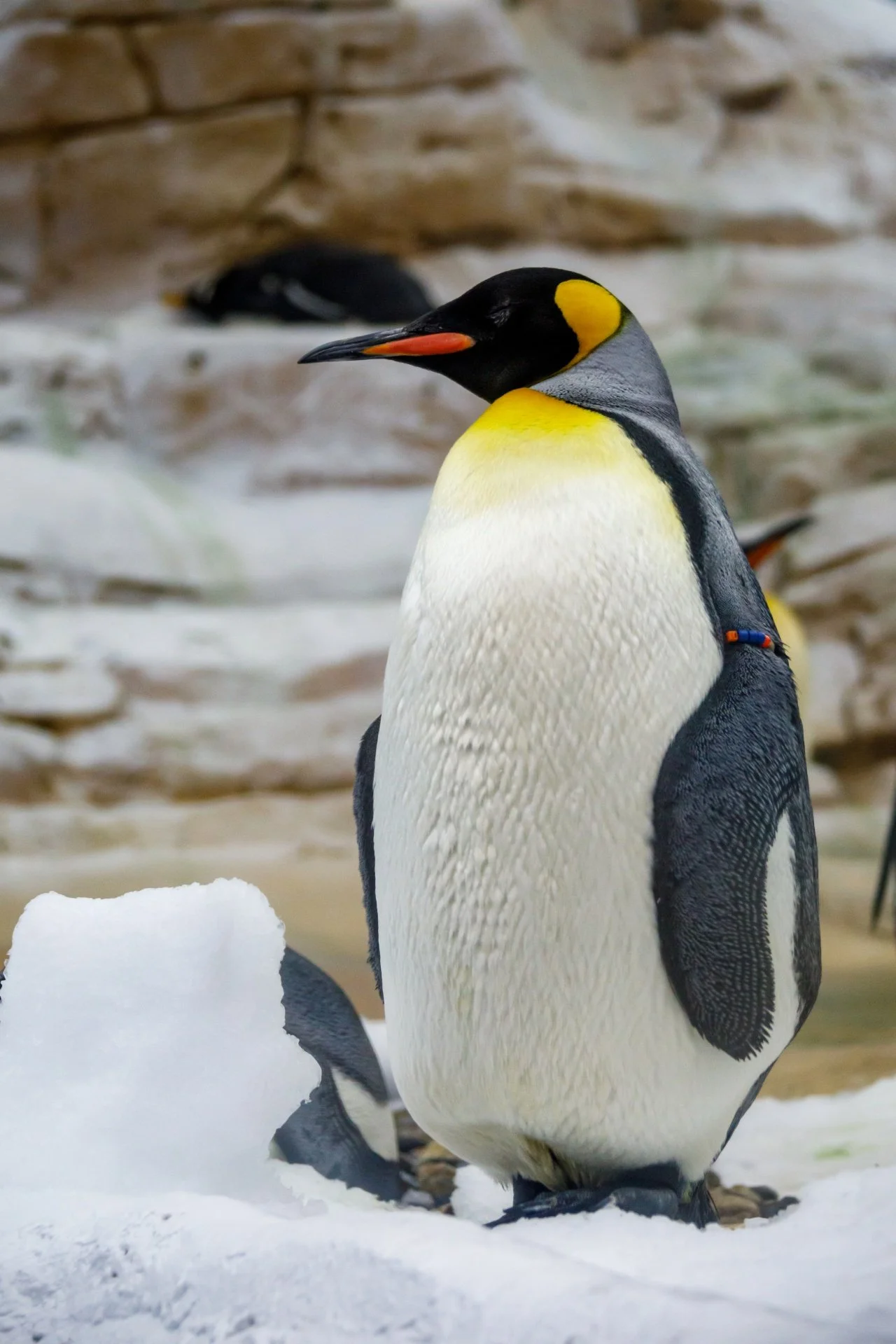 emperor-penguin-1674643205Jn1.jpg