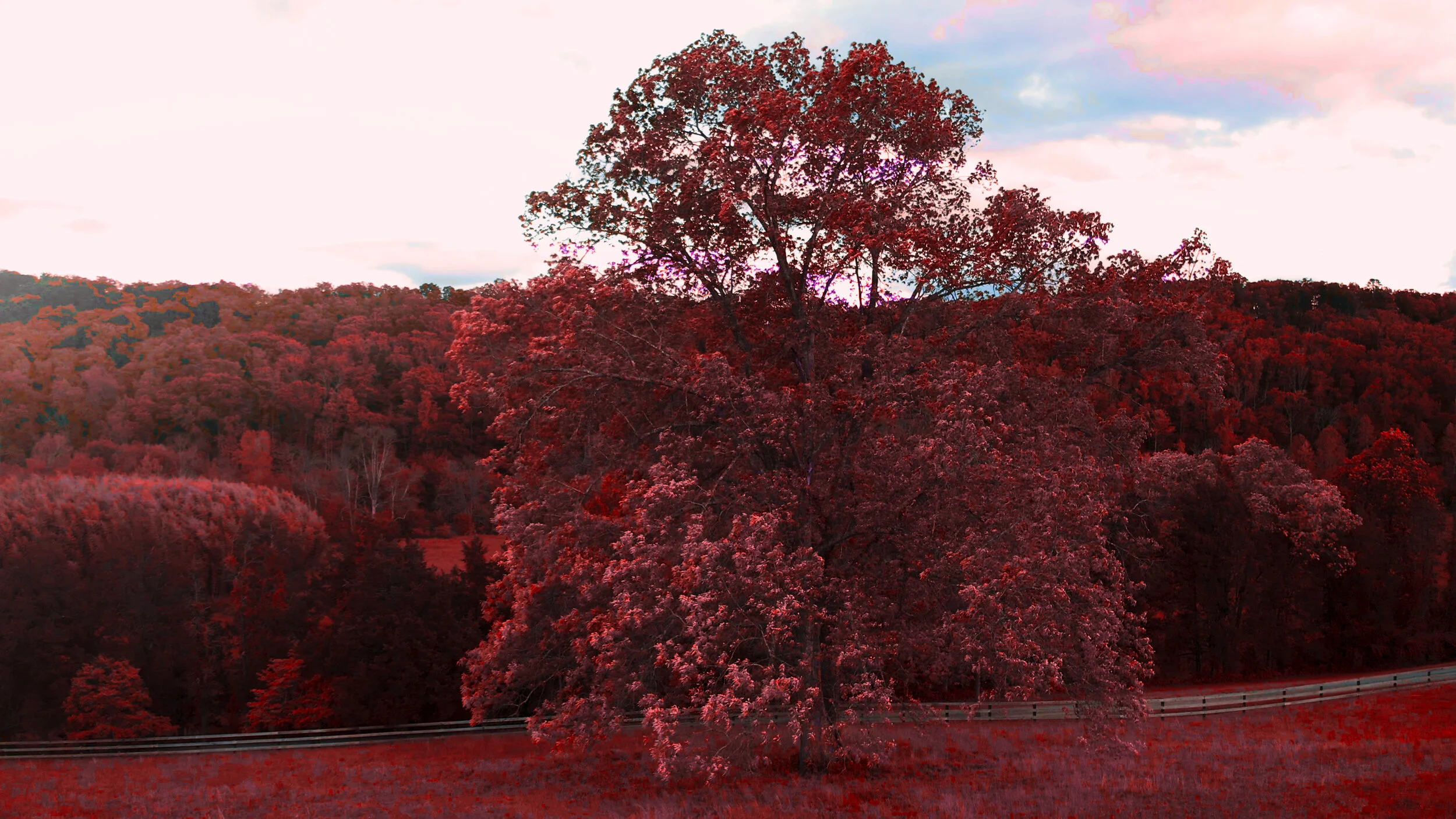 tree red.jpg