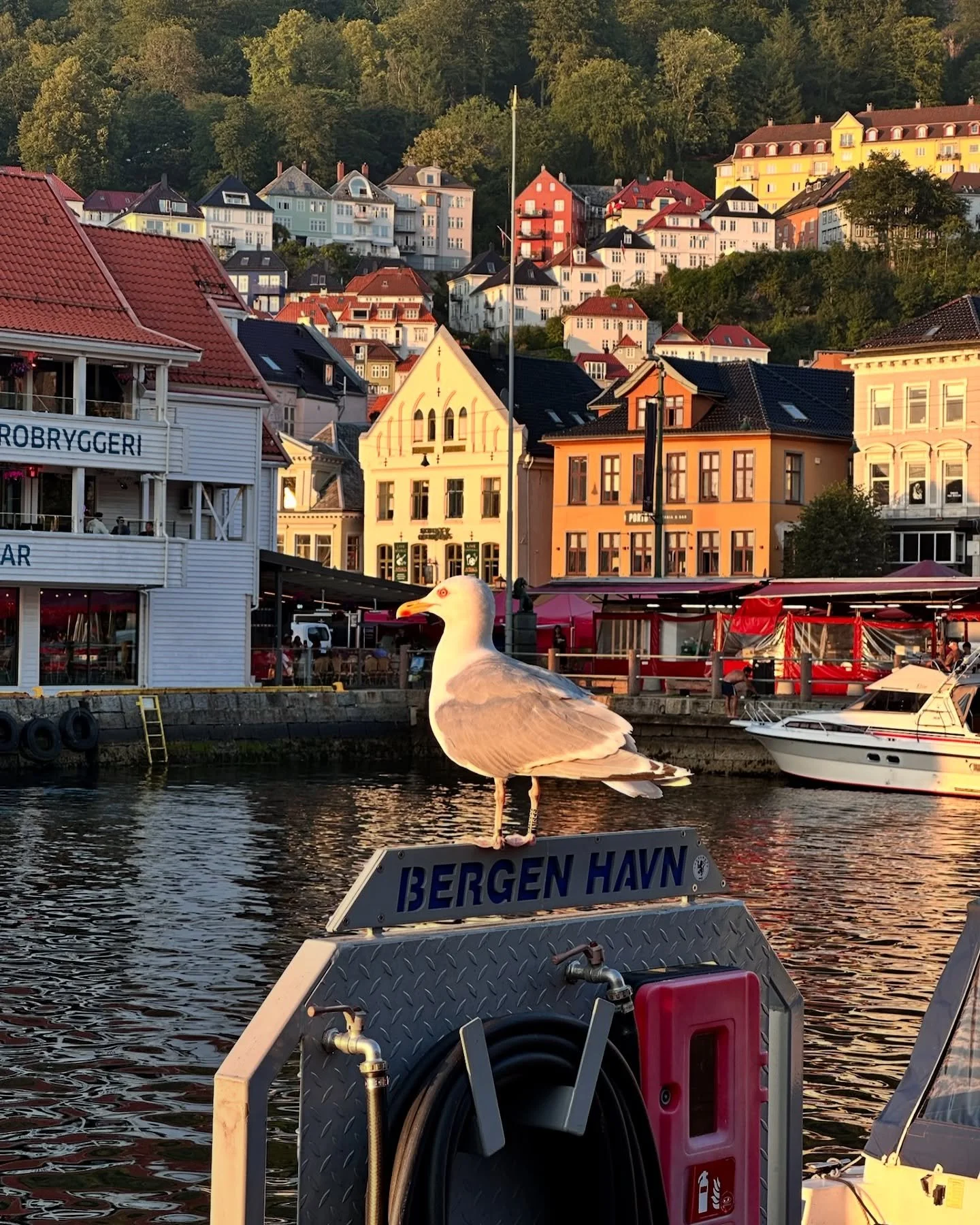 We&rsquo;re back from an amazing trip to Norway! We hiked, explored, and drove along heart-stopping hairpin roads. We took trains, ferries, teleferics, and boats to incredible places&mdash;and even swam in the fjords! The colors, the weather, and the