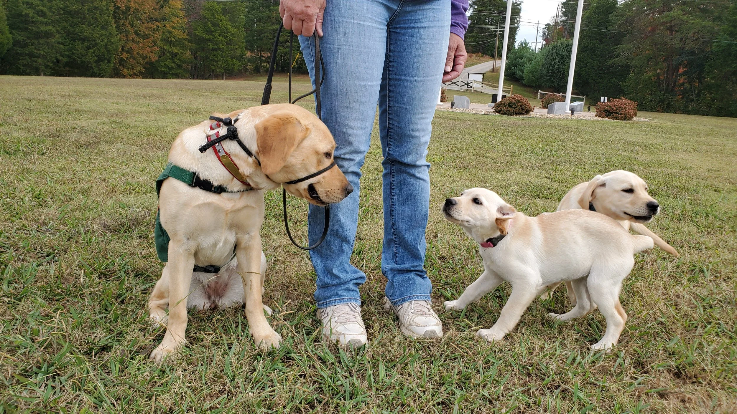 Evaluation:  Assessing each puppy for the health, temperament, confidence, and aptitude needed for service work.