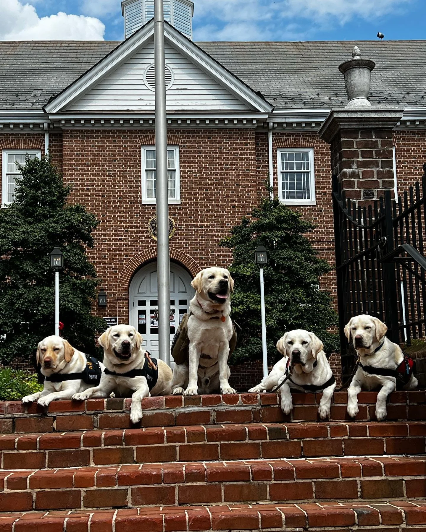 Planning:  Selecting proven parents with the health, temperament, and genetics needed to produce future service dog candidates.