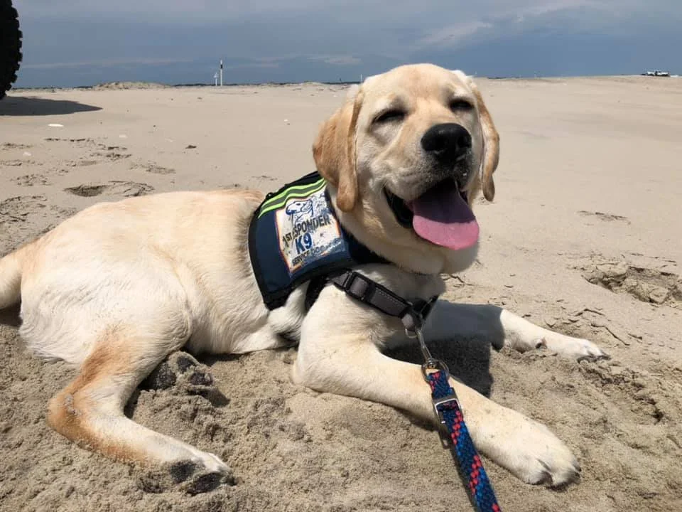 The Vest:  Months—or even years—later, one of those puppies may become the service dog that changes someone's life.