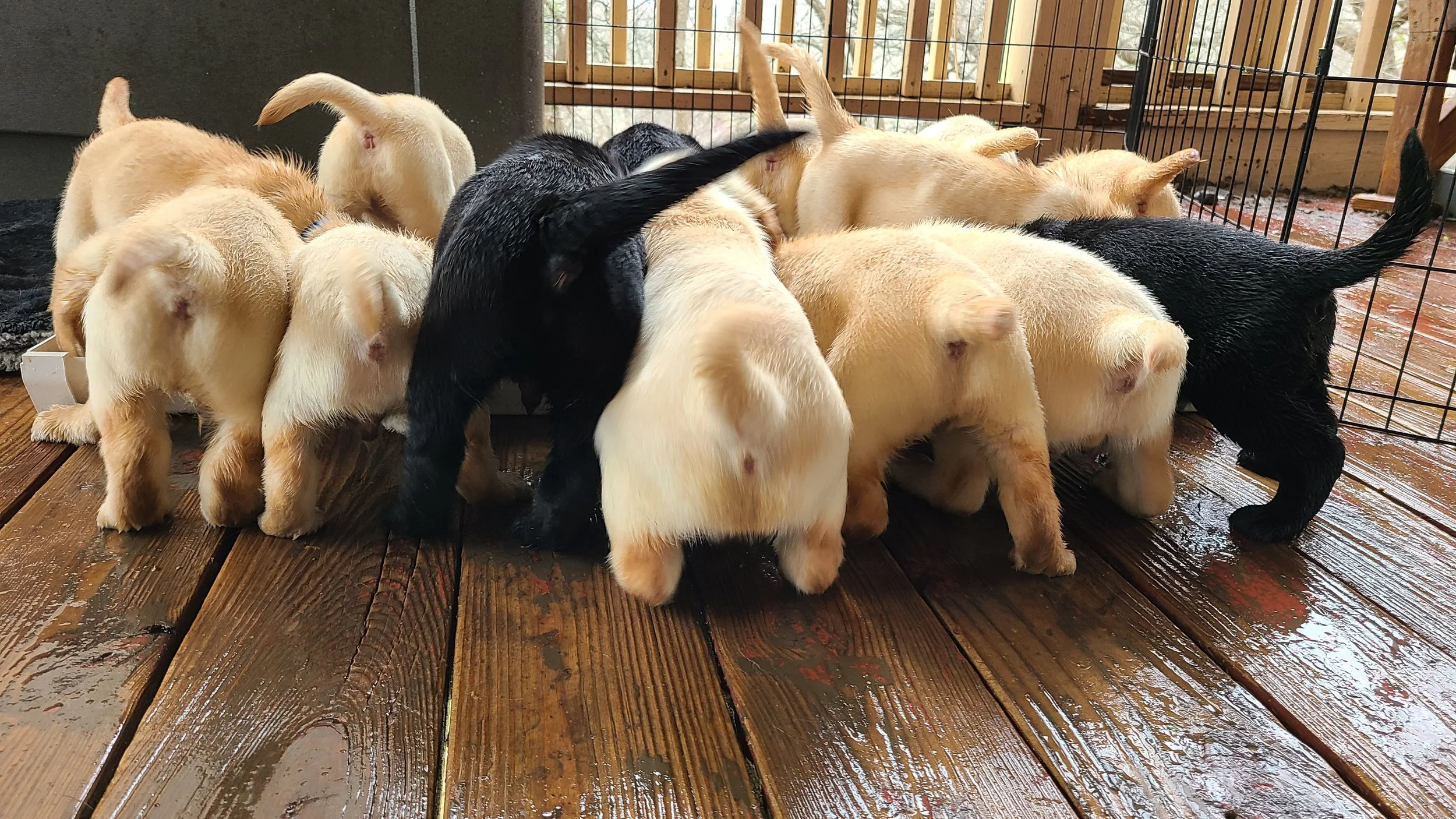 The First Eight Weeks: Building confidence through nutrition, enrichment, socialization, and carefully planned early experiences.