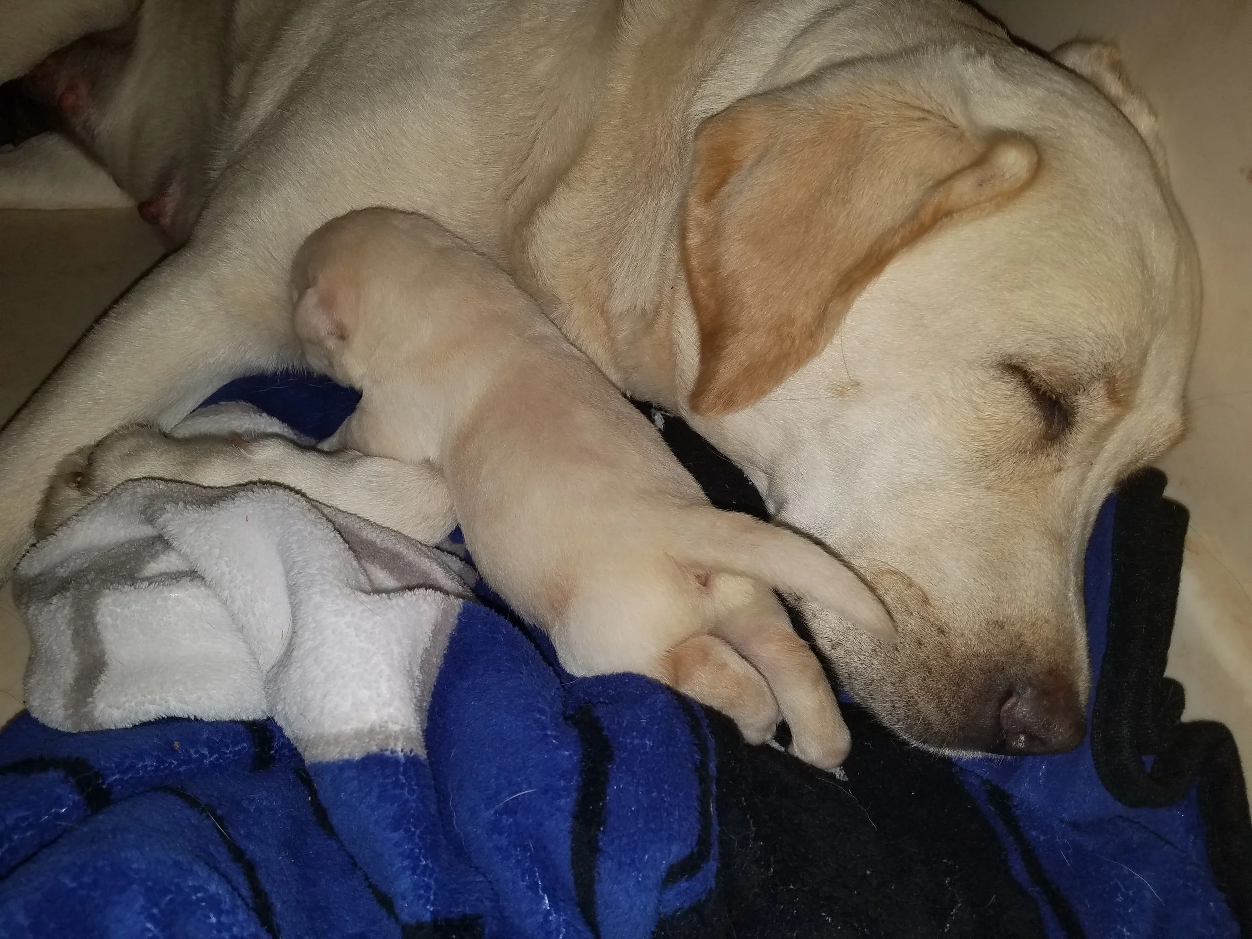 Before Birth:  Providing expert veterinary care and pregnancy monitoring to give every litter the healthiest possible start.