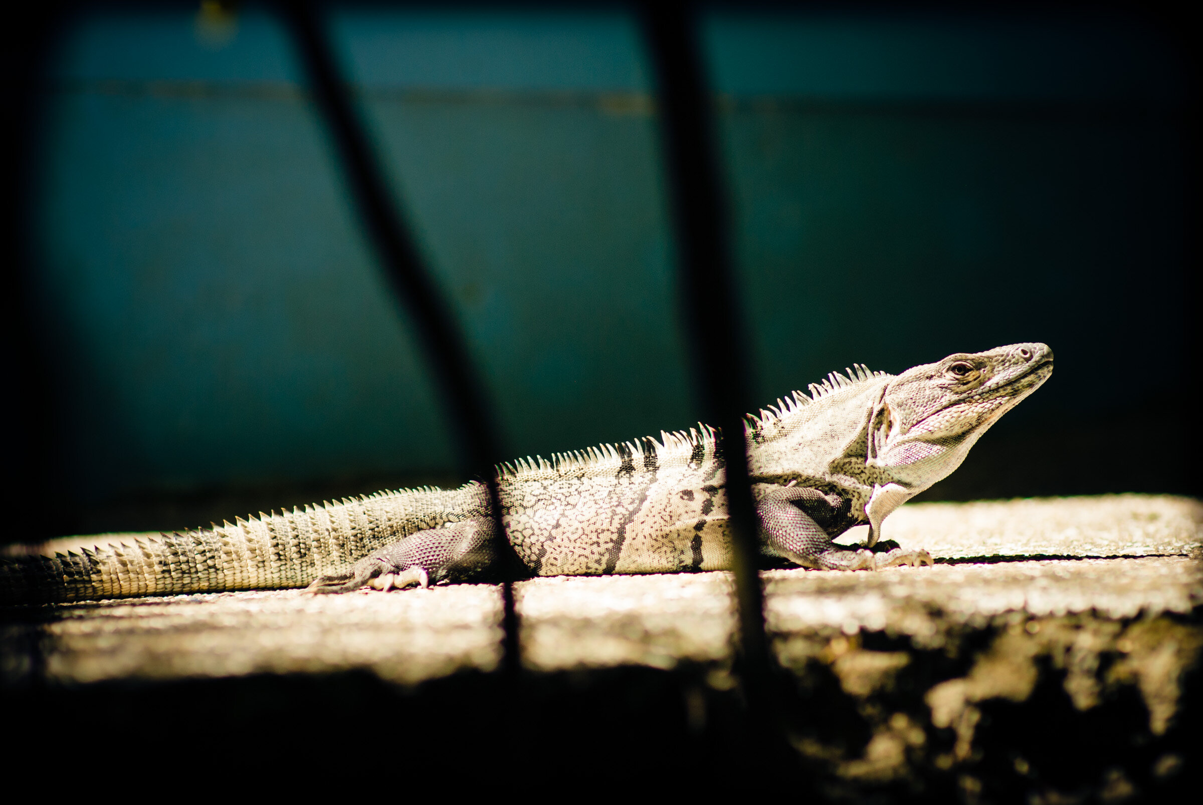 costa-rica (5 of 45).jpg