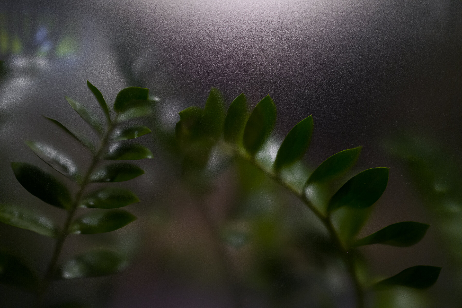 Web_L1030168.jpg