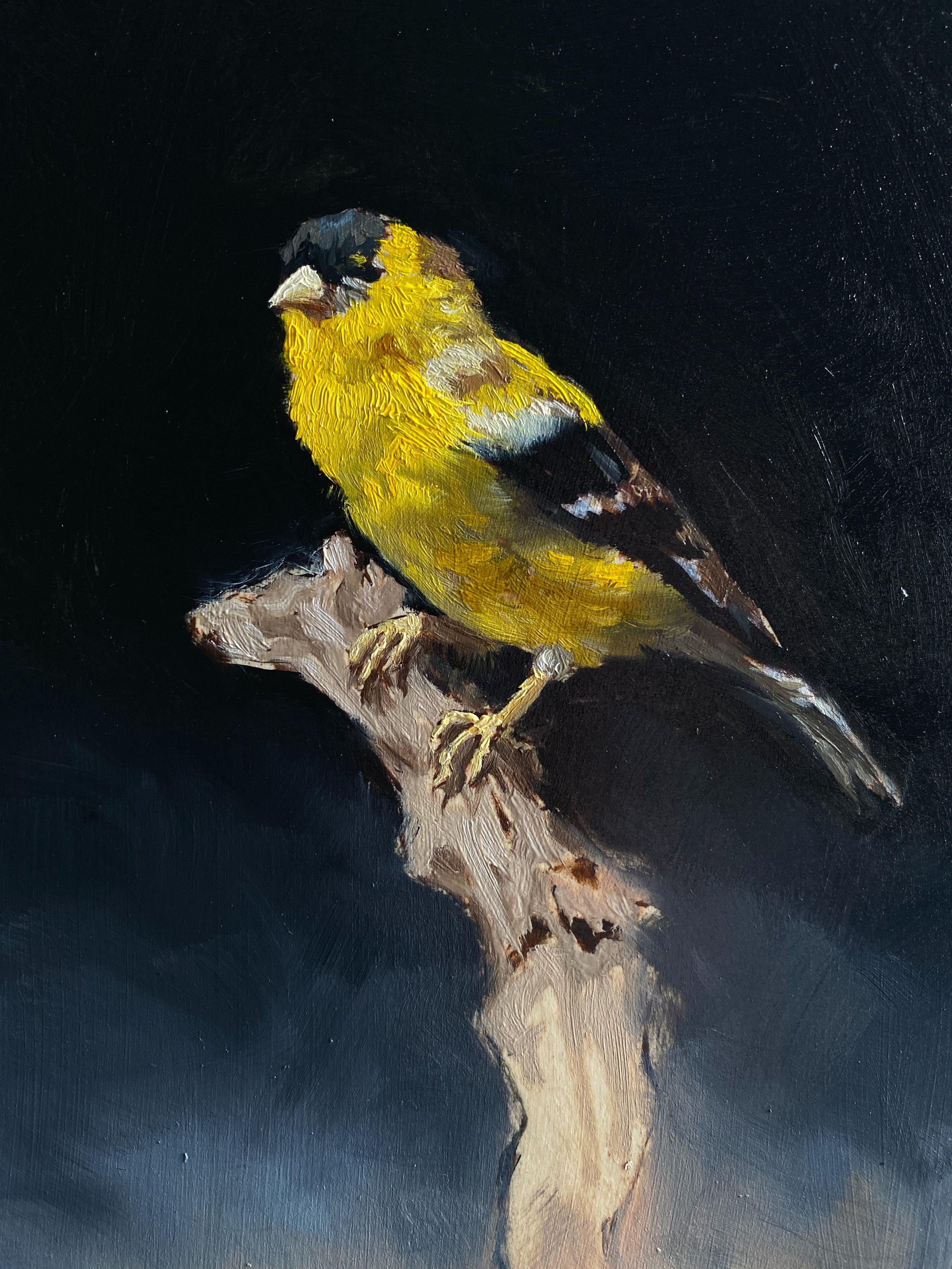 American Goldfinch, oil on wood panel, 15 x 20 cm

There&rsquo;s something special about the North Facing window in Port Bannatyne! I love painting in that light.